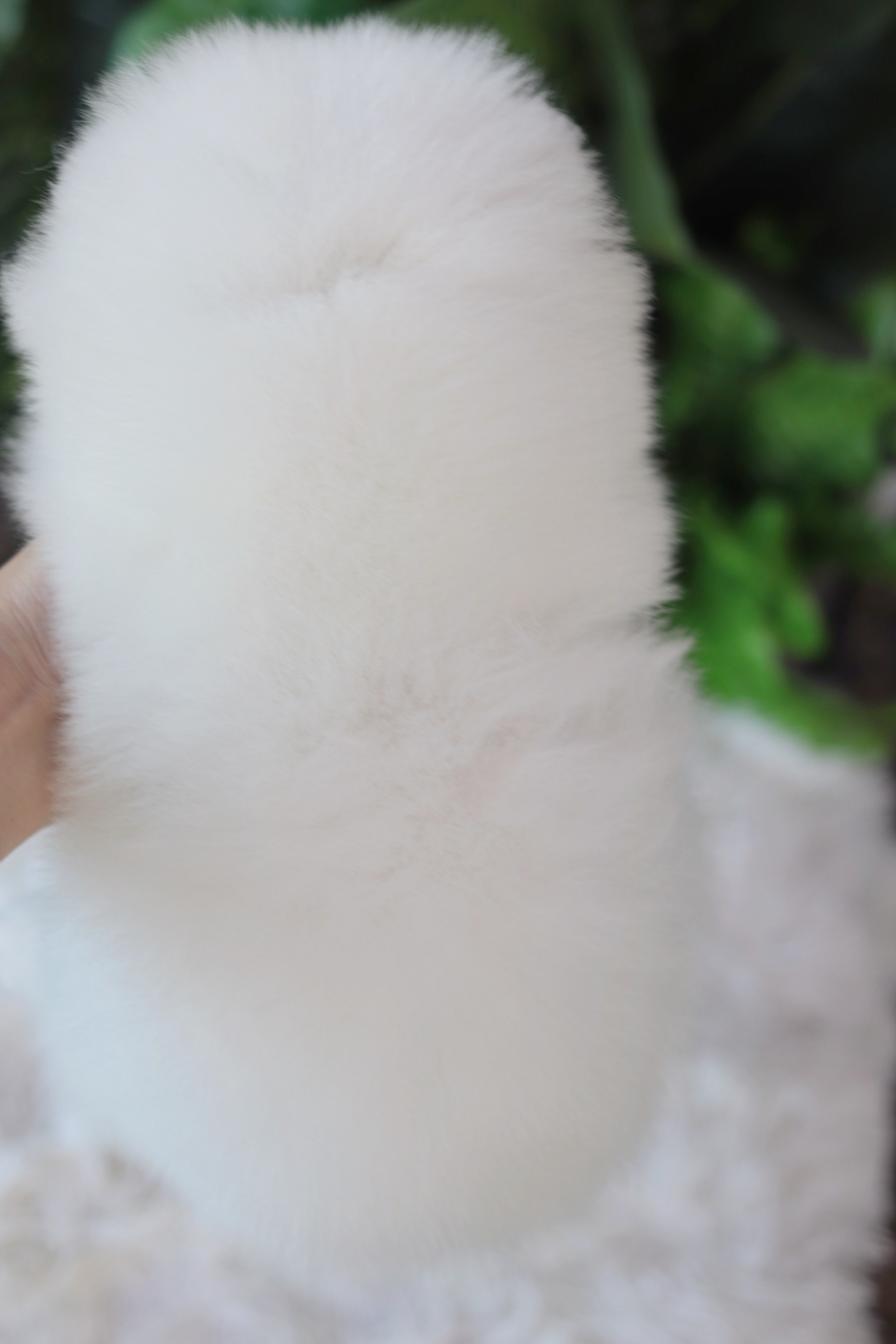 ปอมเมอเรเนียน เพศผู้ขาว