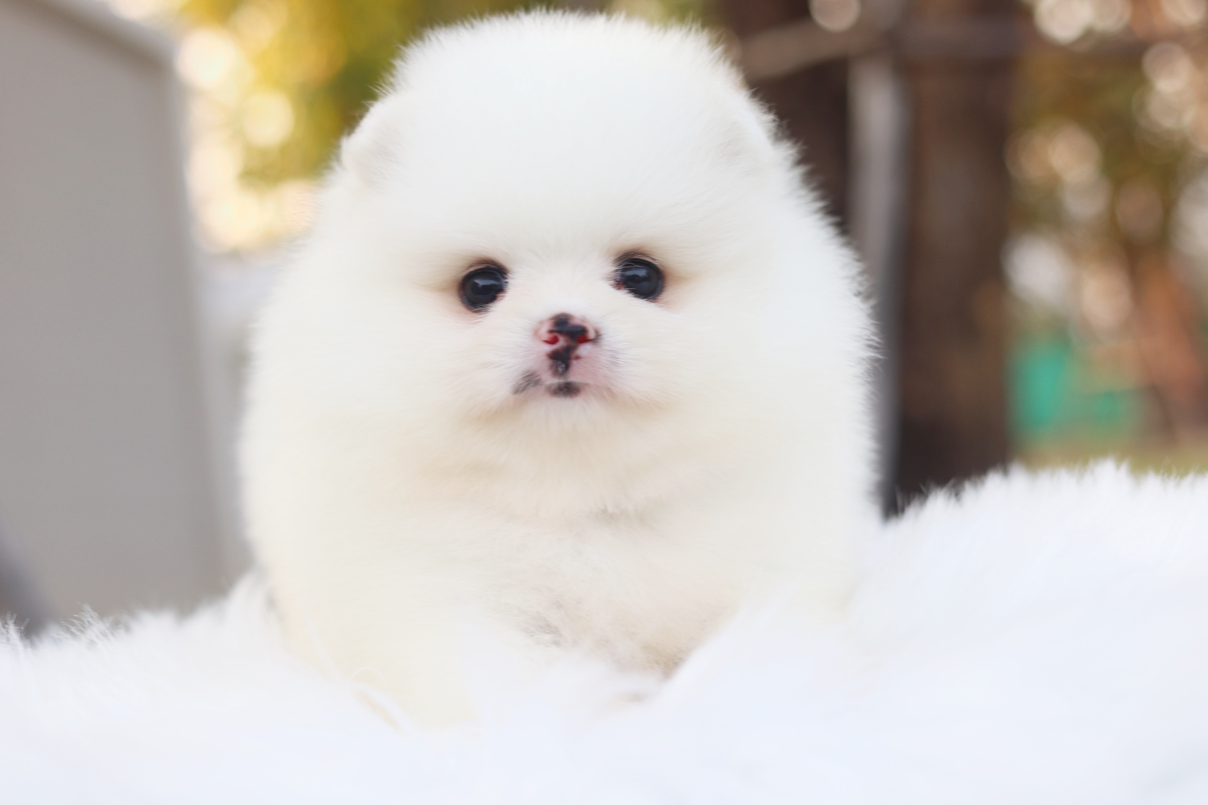 ปอมเมอเรเนียน เพศผู้ ขาวครีม