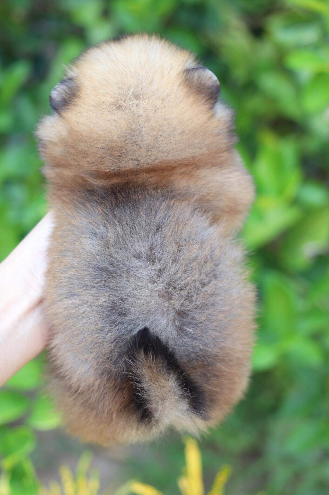 ปอมเมอเรเนียน เพศเมีย