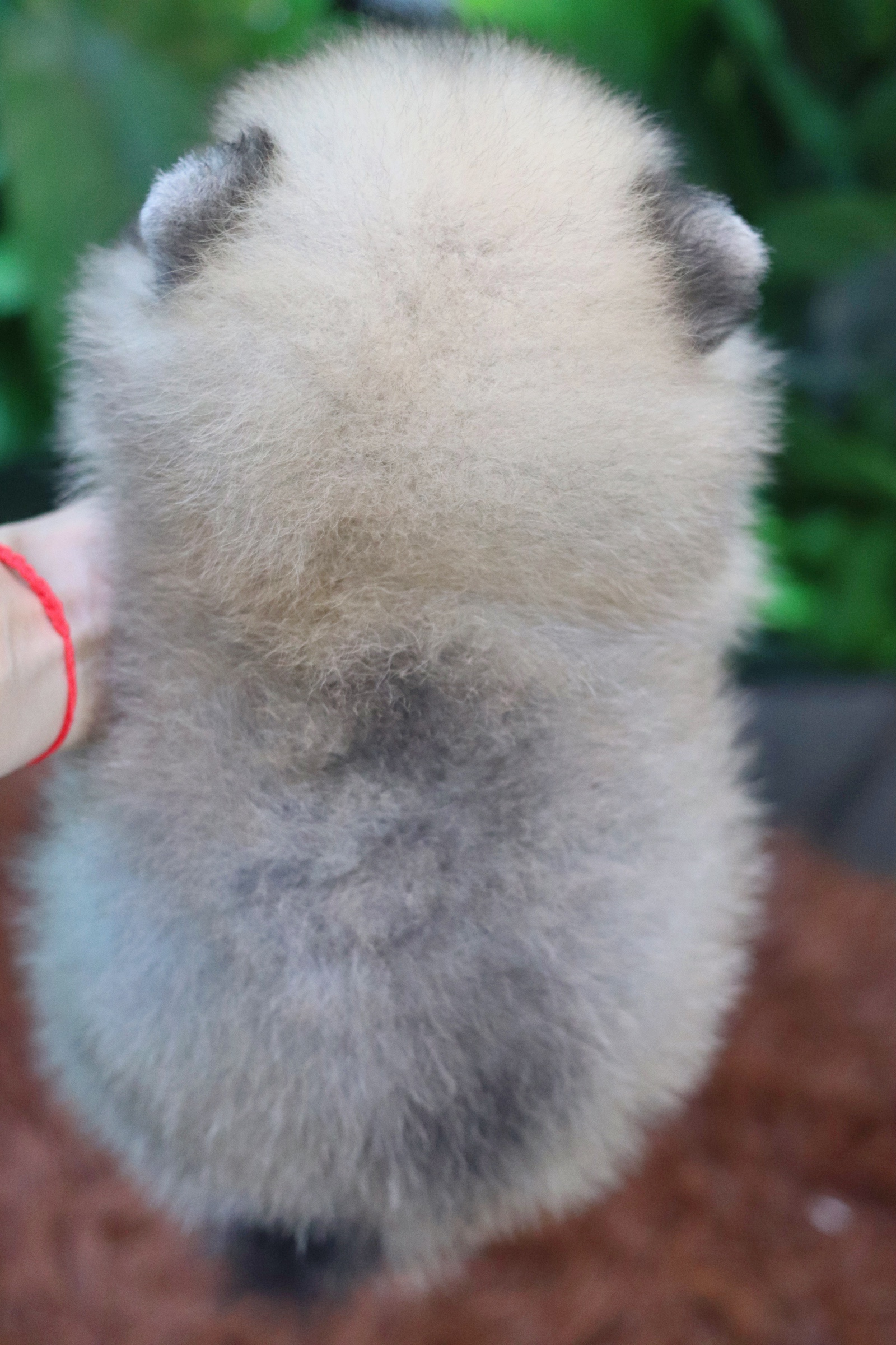 ปอมเมอเรเนียน เพศผู้ สีส้ม