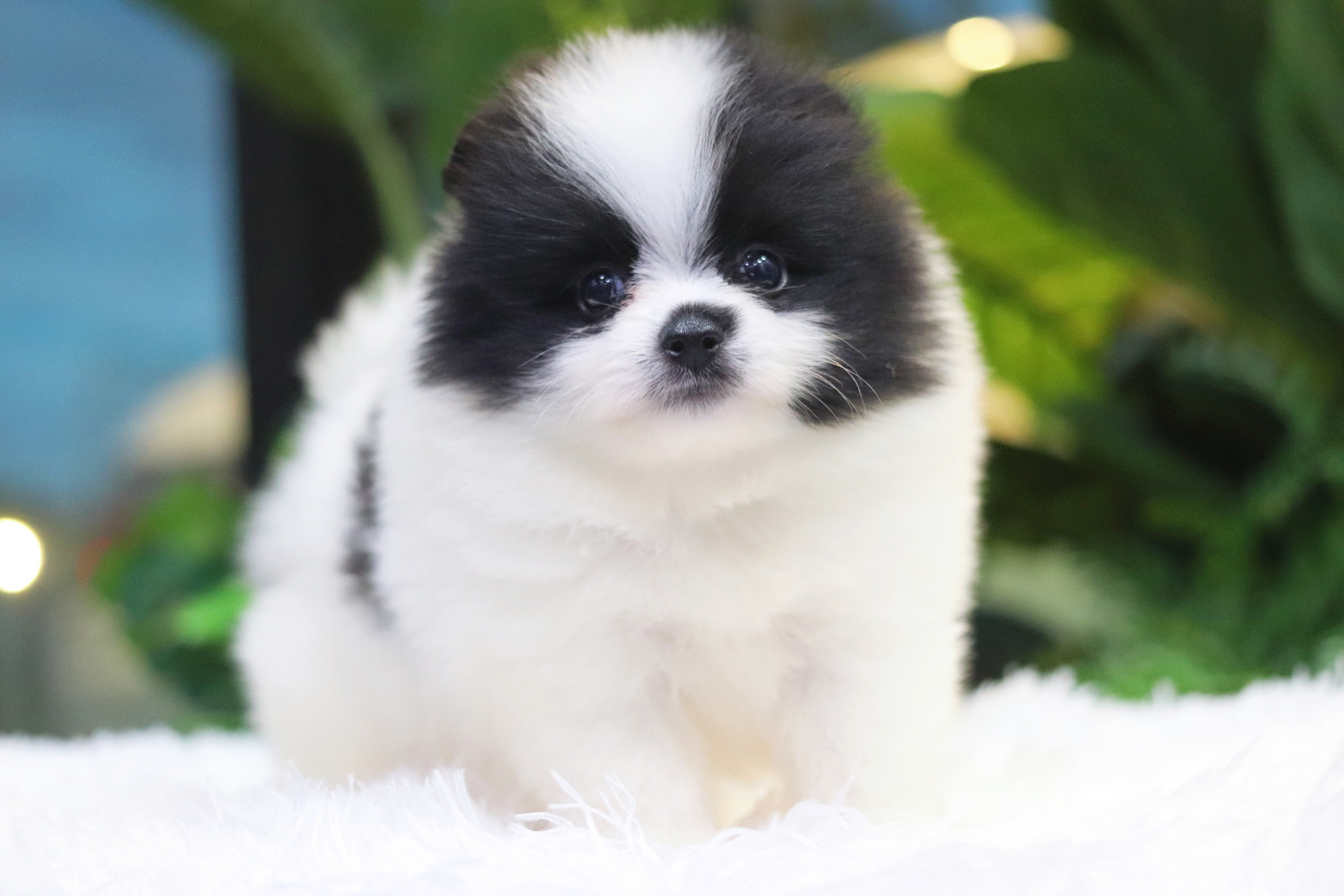 ปอมเมอเรเนียน เพศเมีย สีแฟนซีขาวดำ