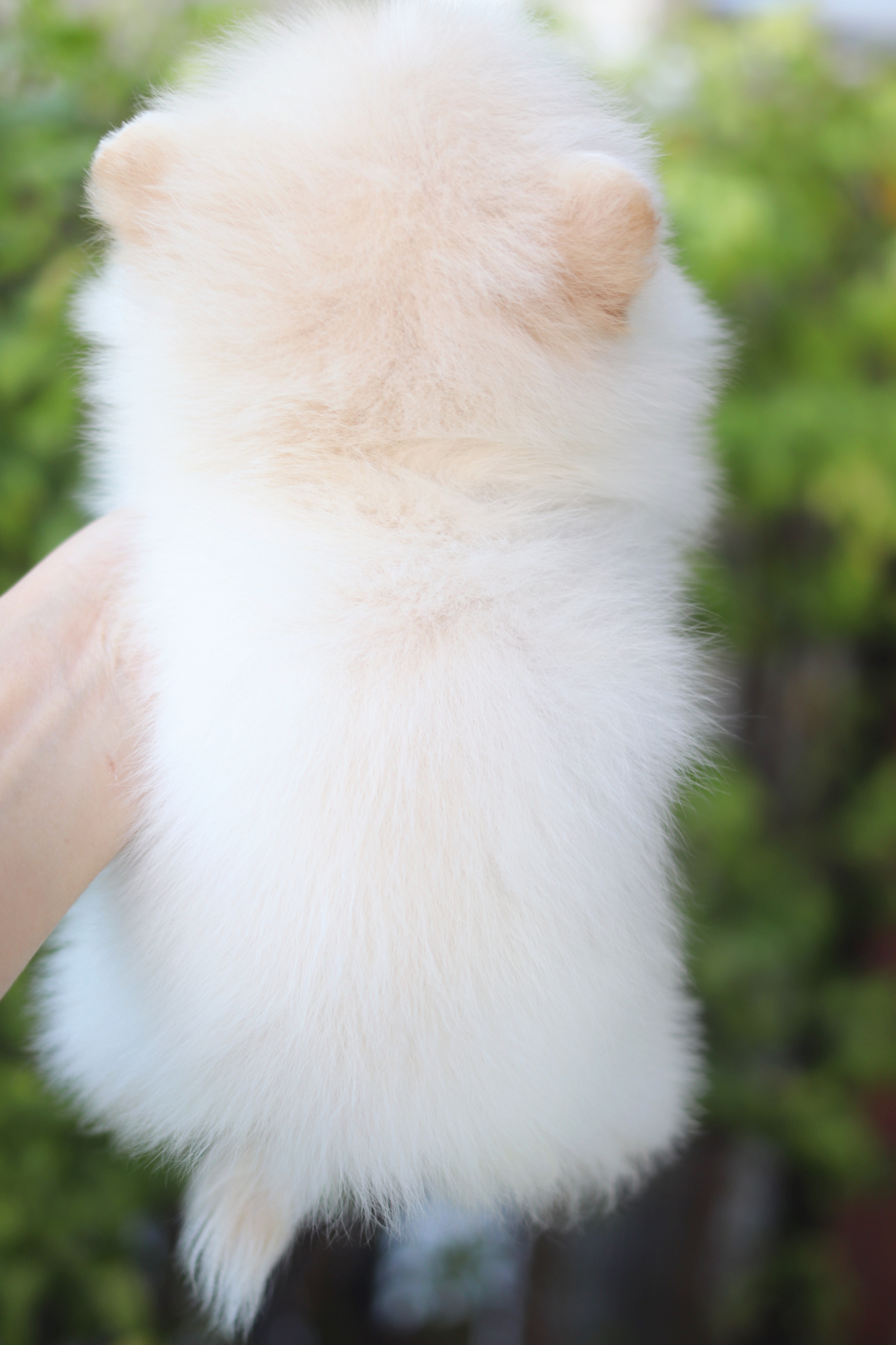 ปอมเมอเรเนียน เพศเมียสีขาวครีม