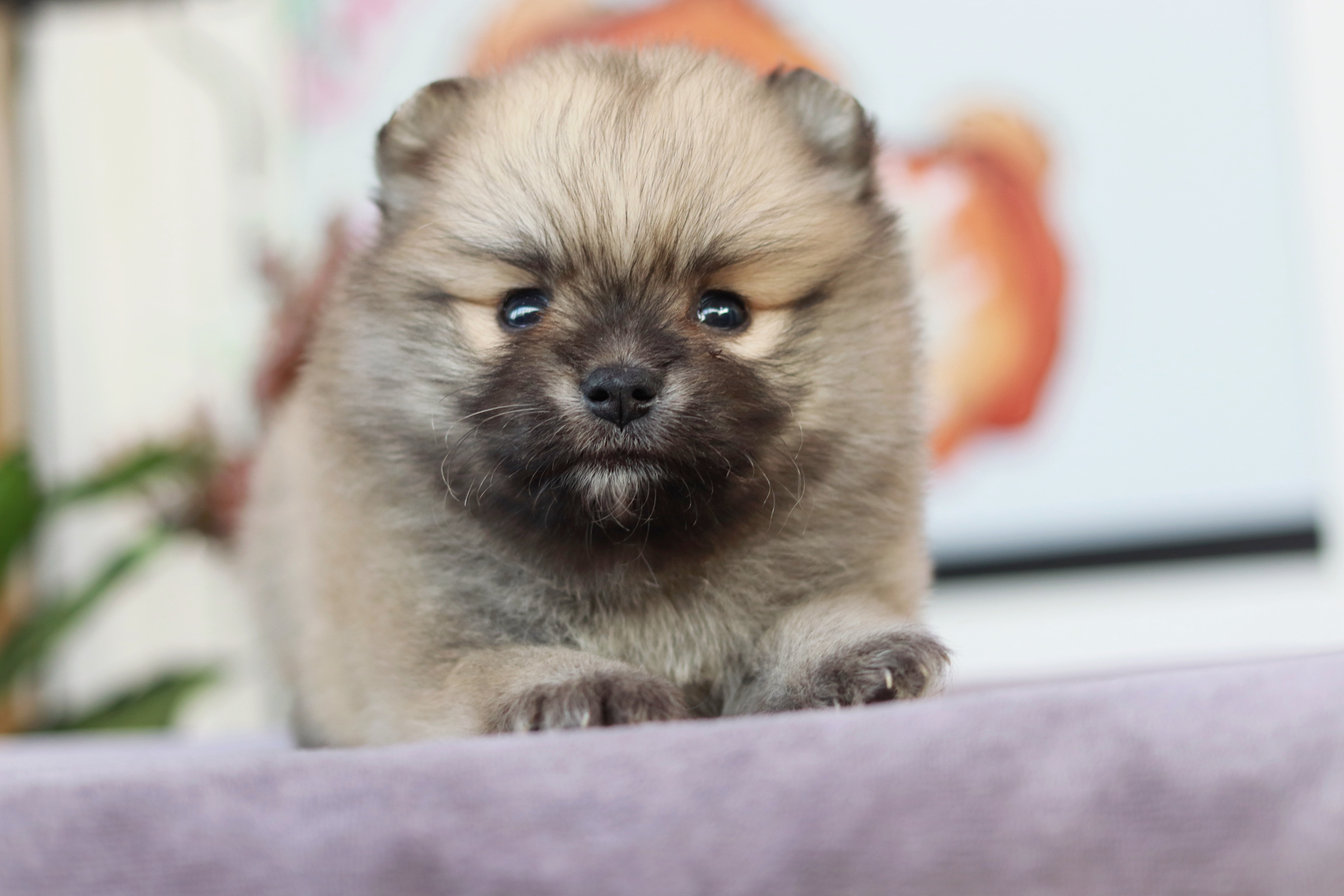 ปอมเมอเรเนียน เพศผู้