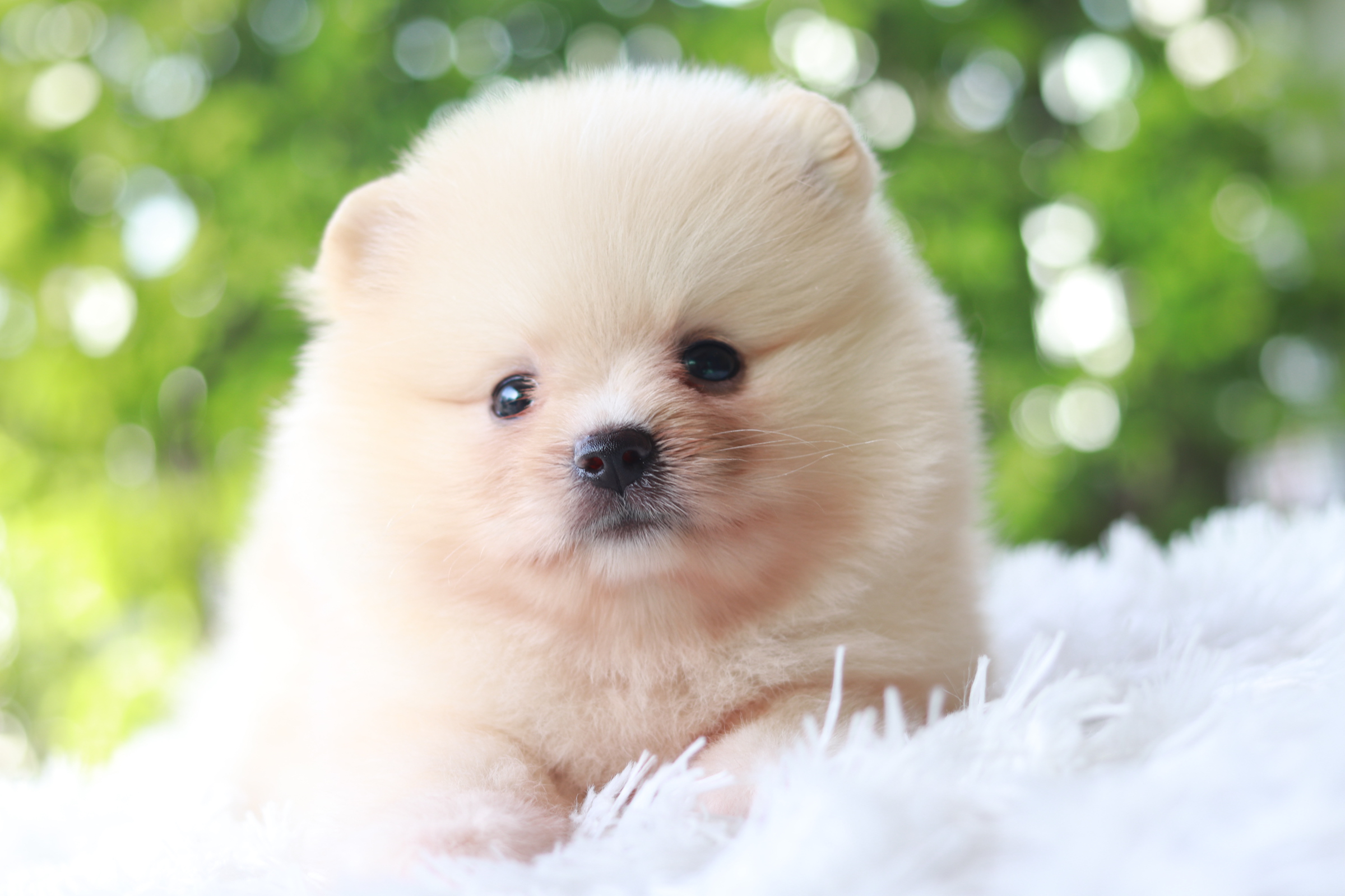 ปอมเมอเรเนียน เพศเมียครีม