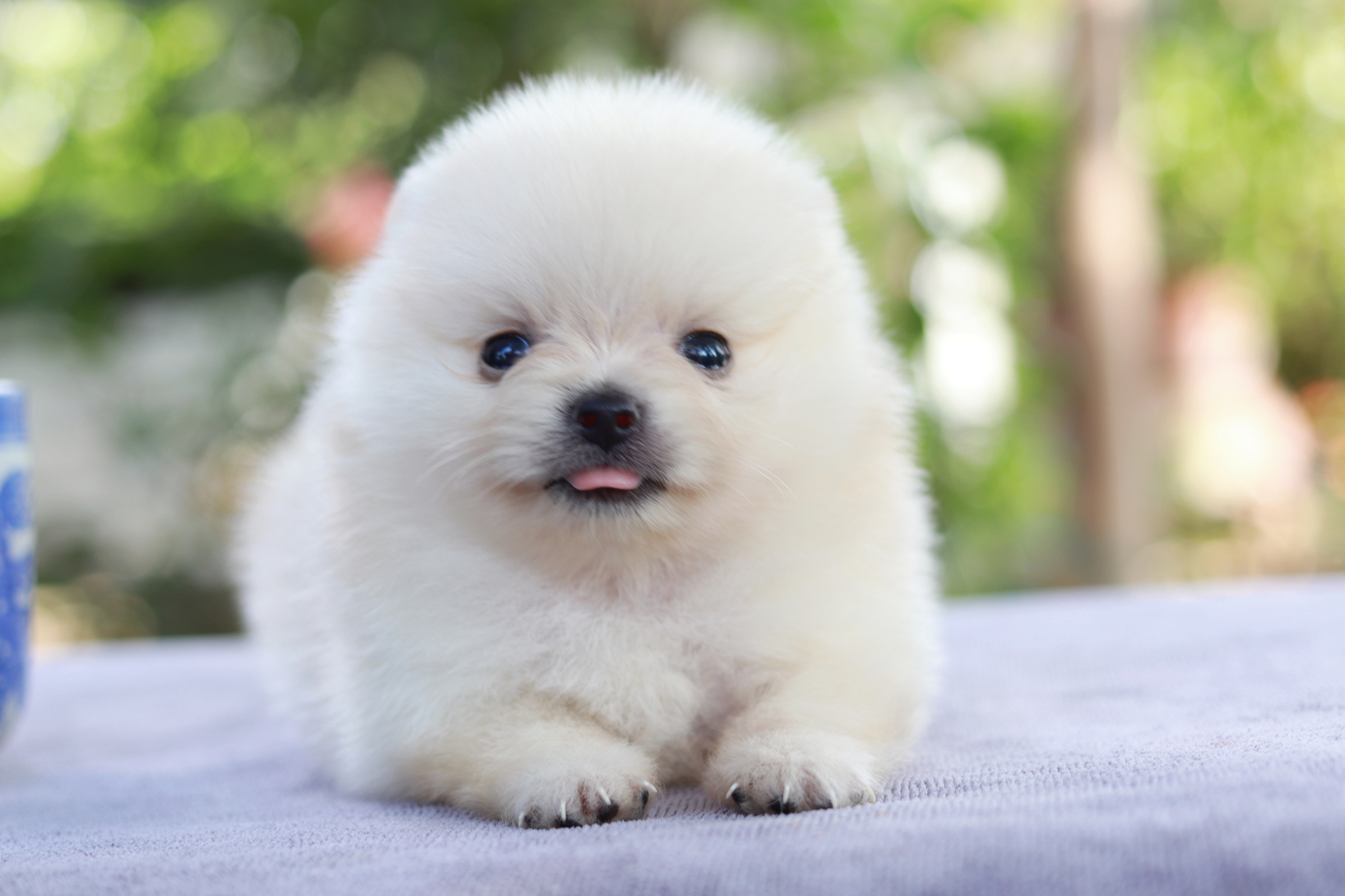 ปอมเมอเรเนียน เพศผู้