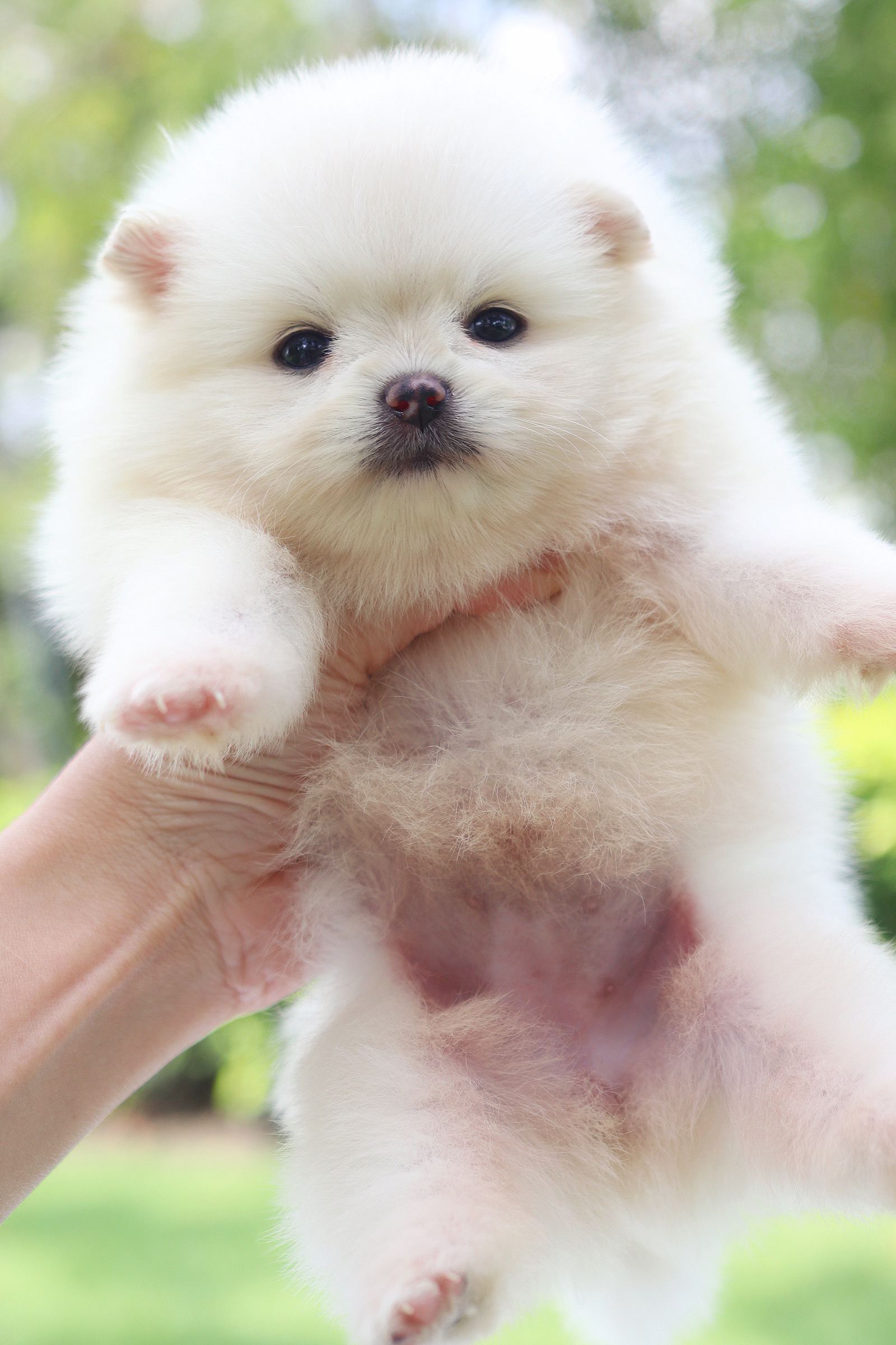 ปอมเมอเรเนียน เพศเมียสีขาวครีม