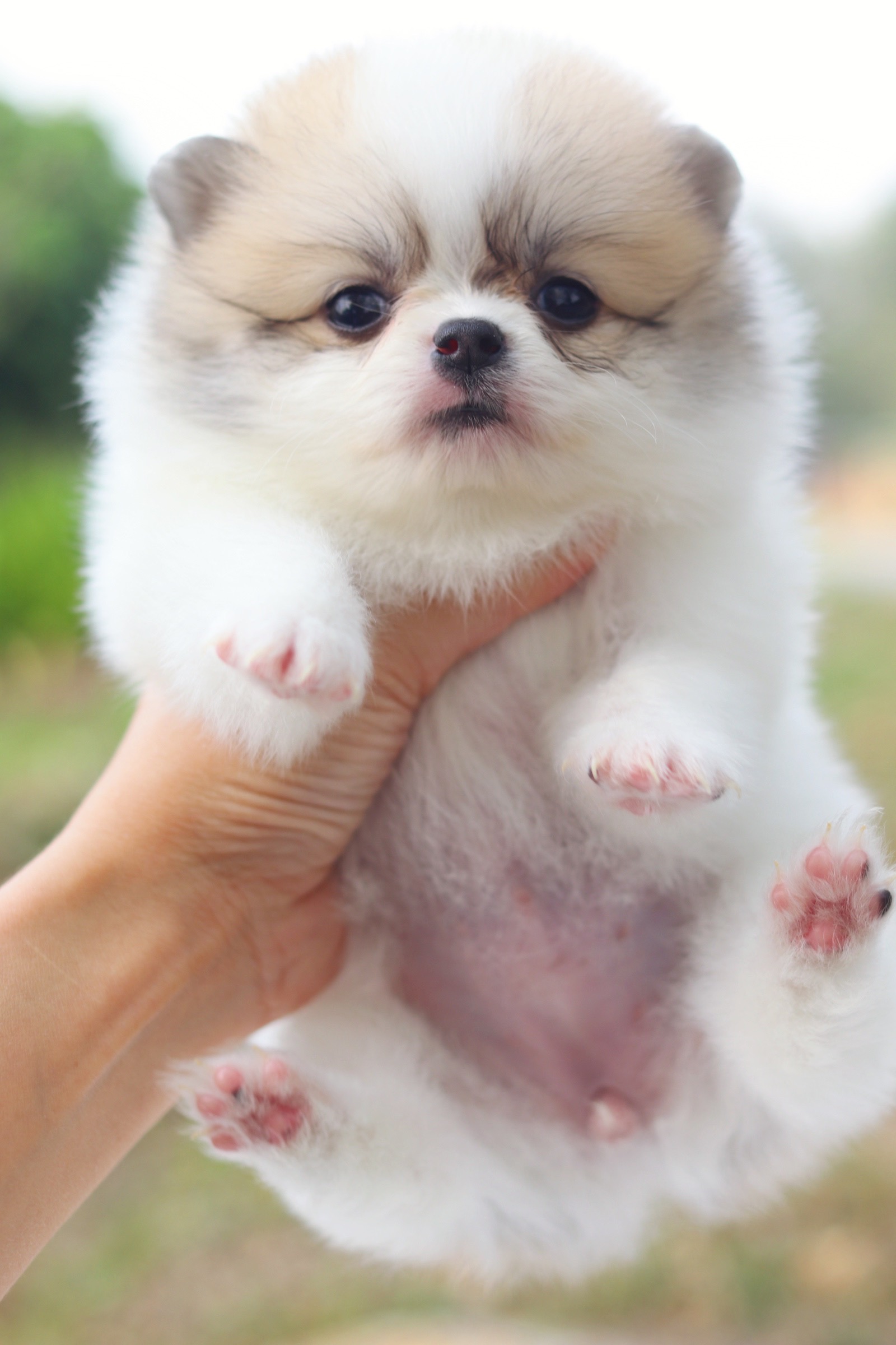 ปอมเมอเรเนียน เพศเมีย แฟนซี