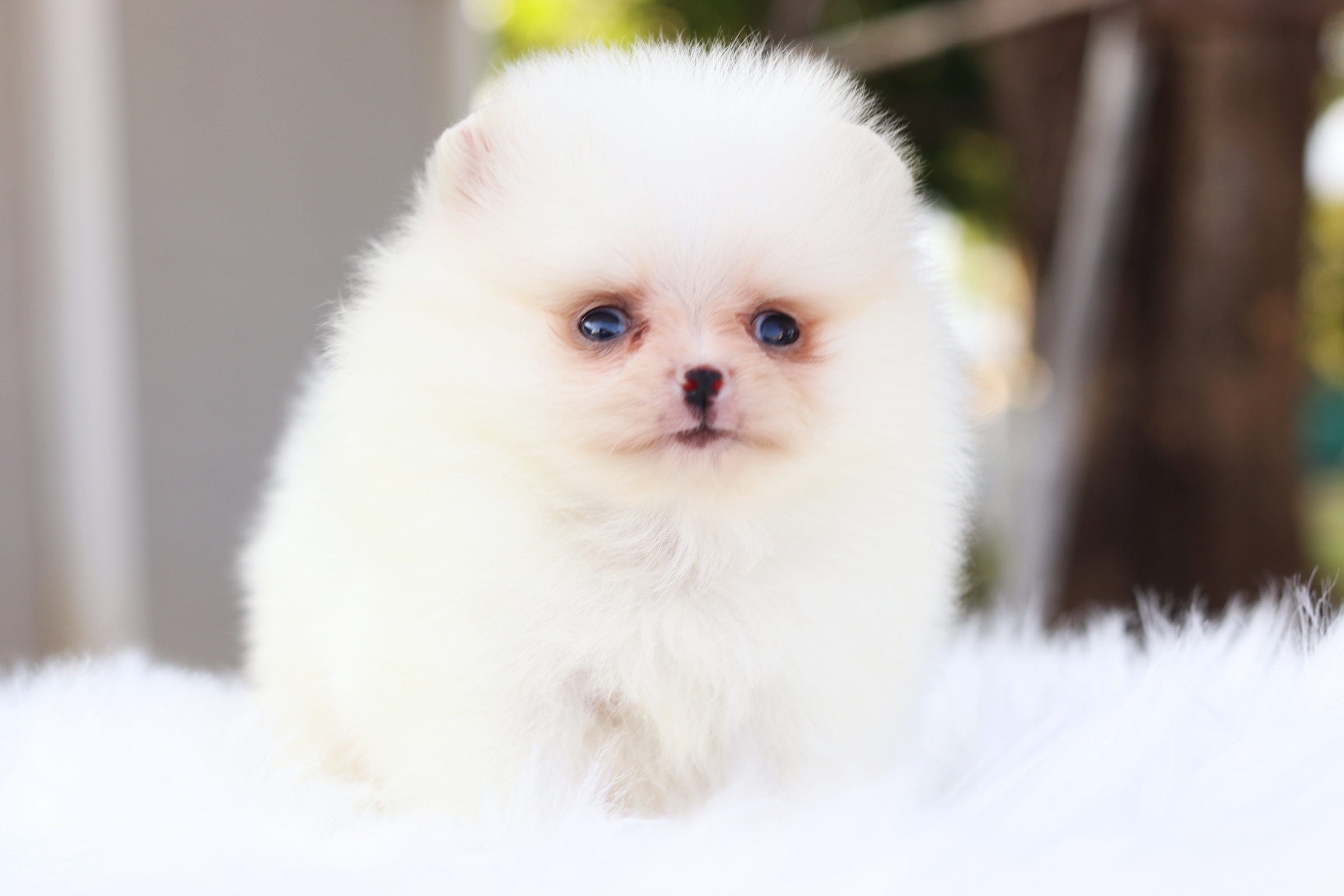 ปอมเมอเรเนียน เพศผู้ สีขาวครีม ไซส์เล็ก