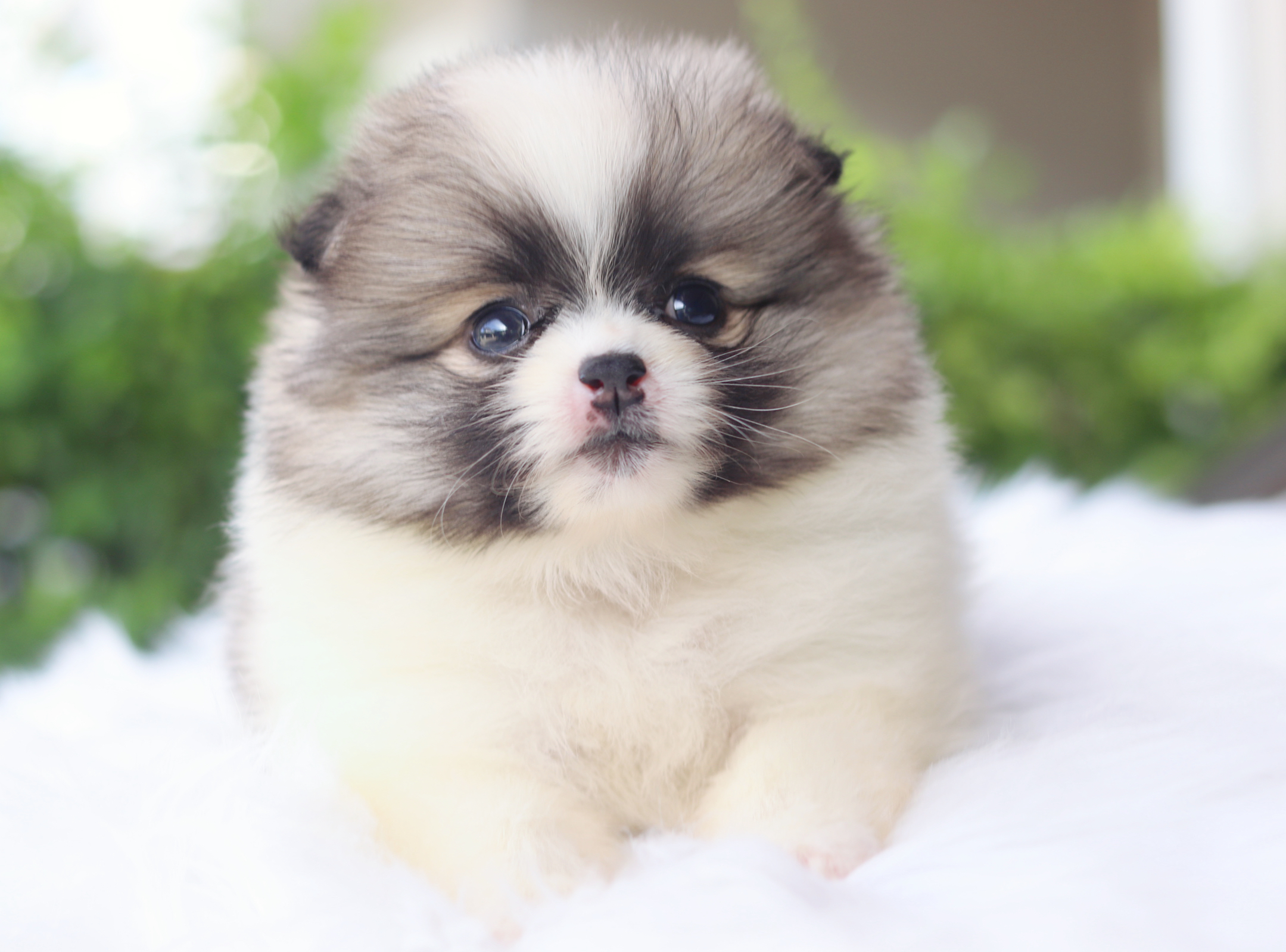 ปอมเมอเรเนียน เพศเมียสีแฟนซี