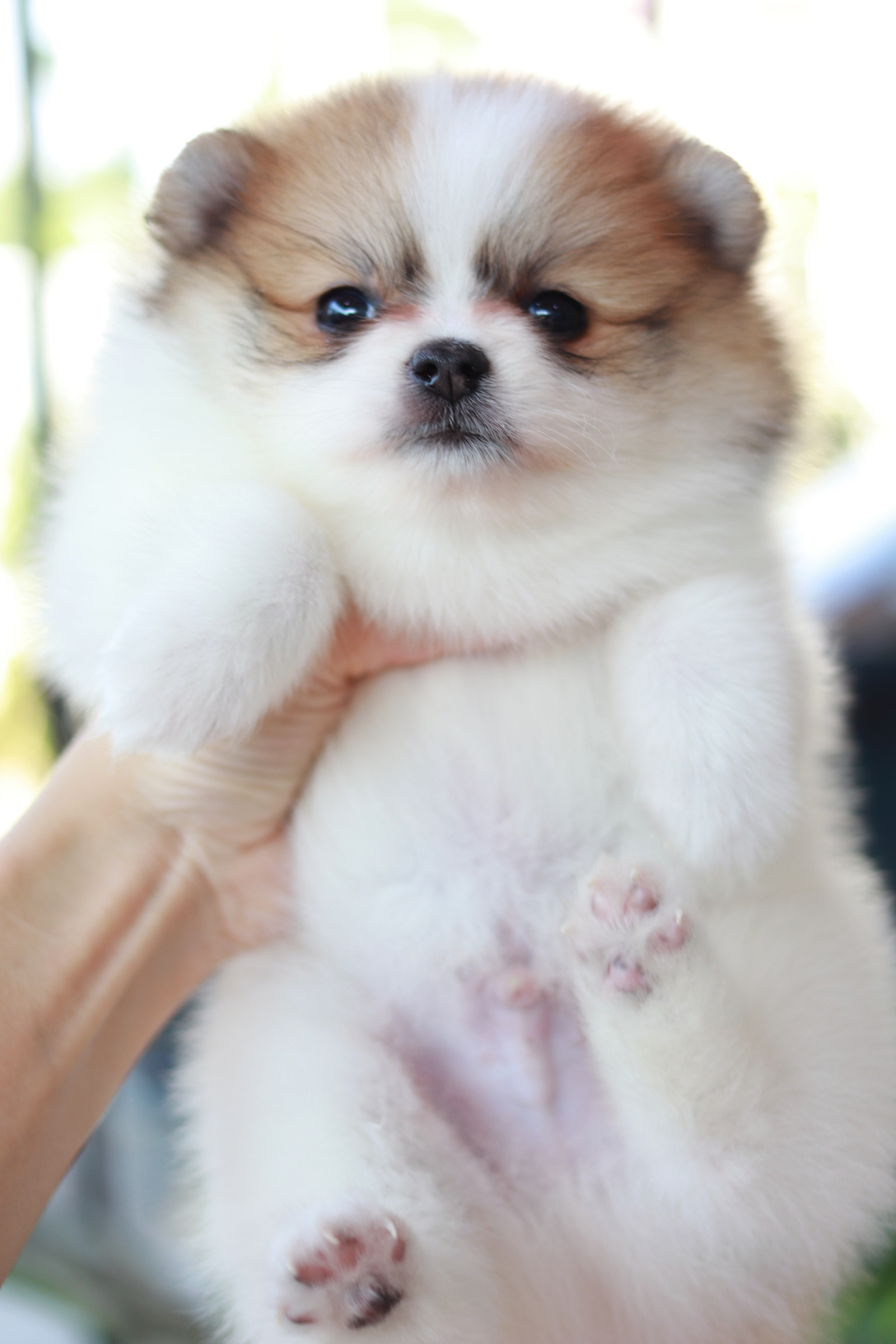 ปอมเมอเรเนียน เพศผู้