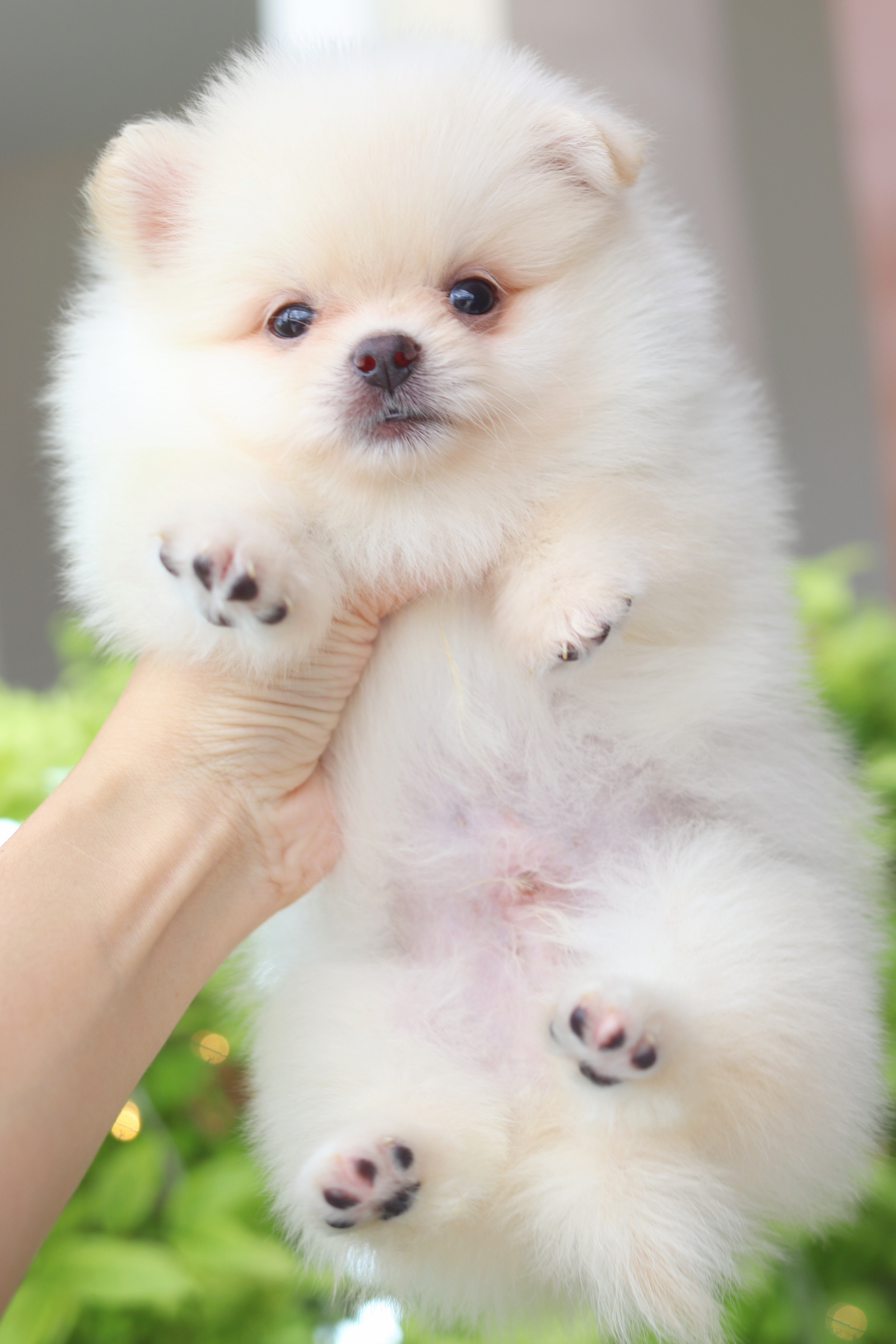 ปอมเมอเรเนียน เพศผู้สีขาวครีม