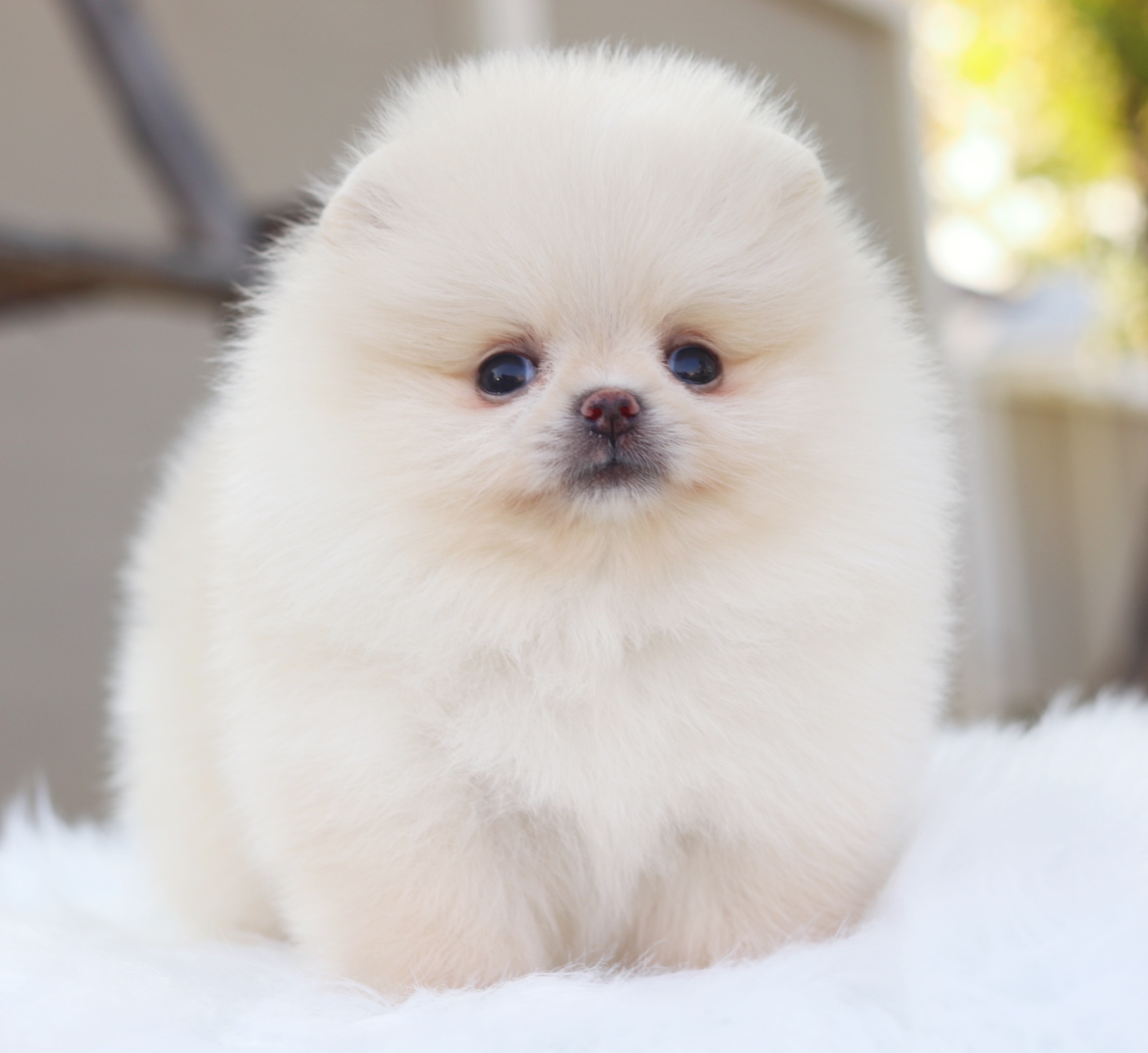 ปอมเมอเรเนียน เพศเมียสีครีม