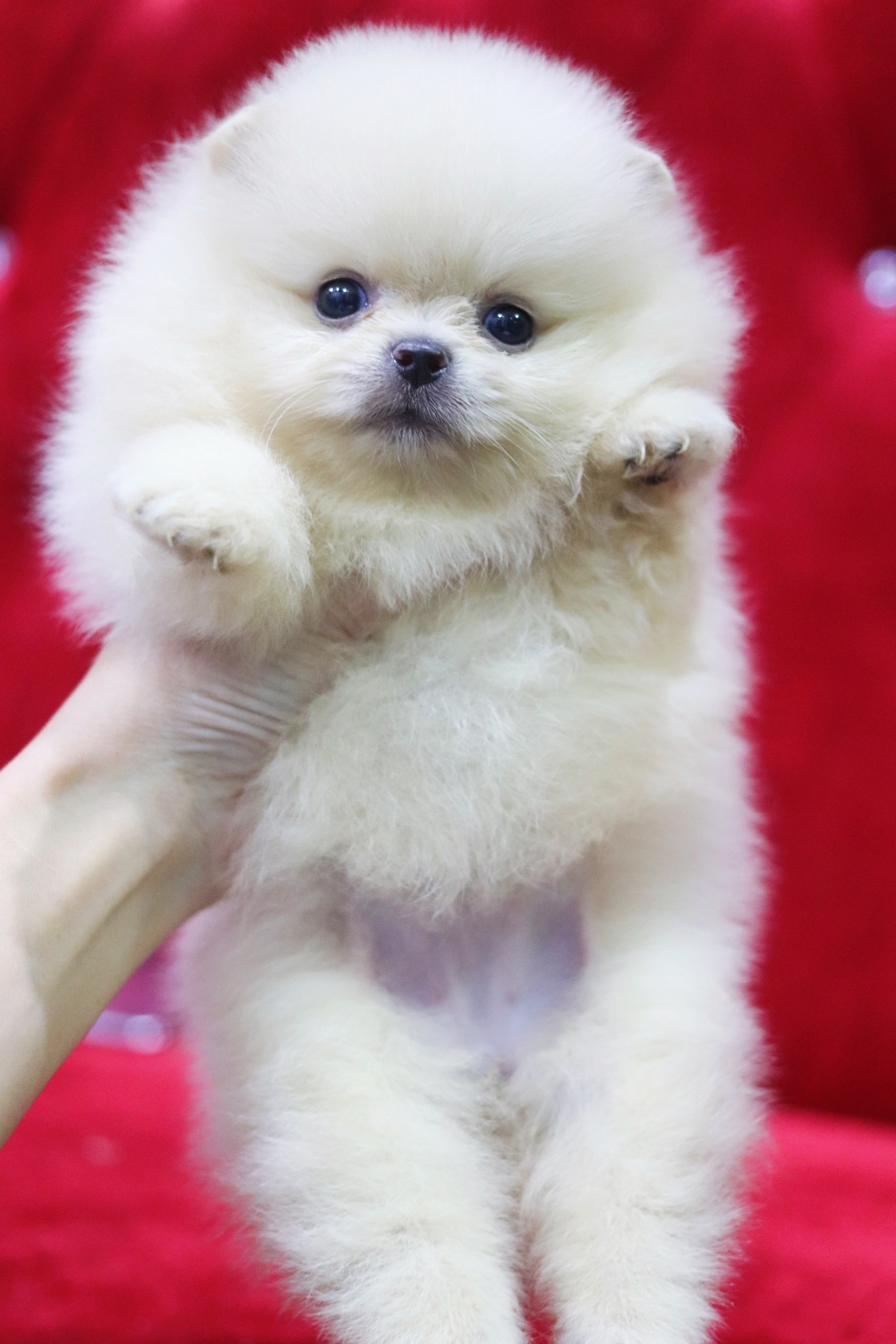 ปอมเมอเรเนียน เพศเมีย ครีม