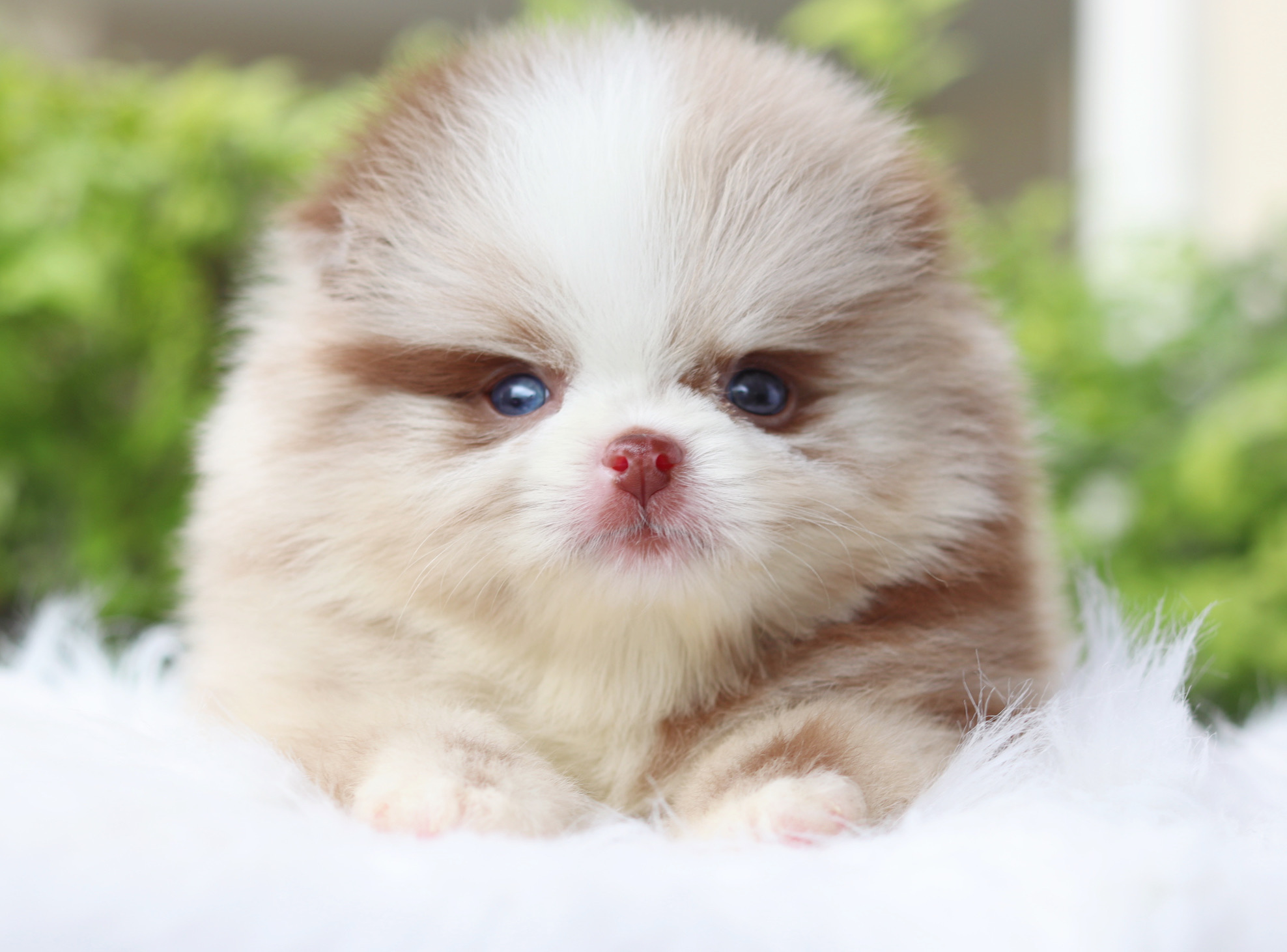ปอมเมอเรเนียน เพศเมีย สีแฟนซีช็อค