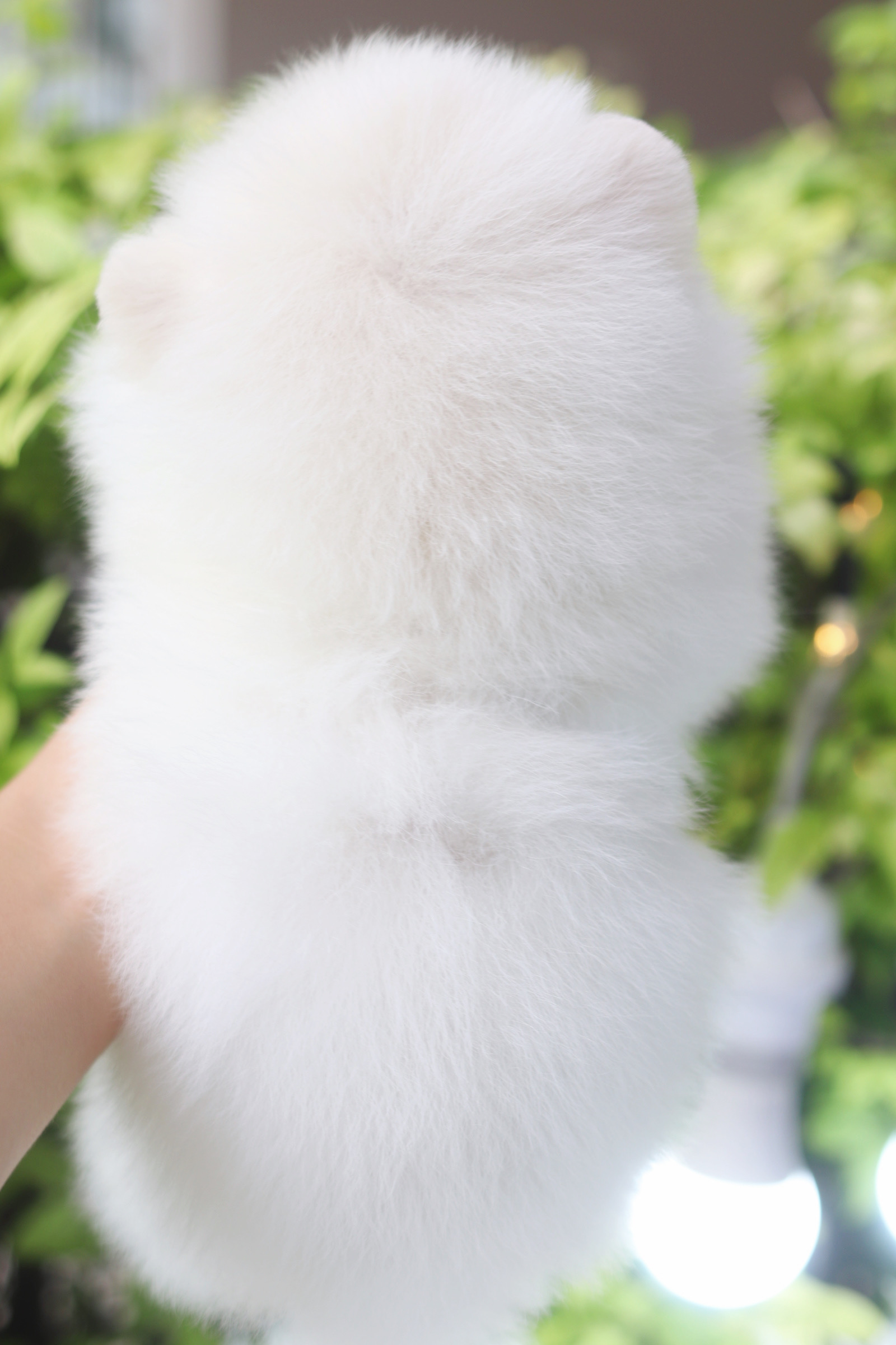 ปอมเมอเรเนียน เพศผู้สีขาวลูกครึ่งเกาหลี