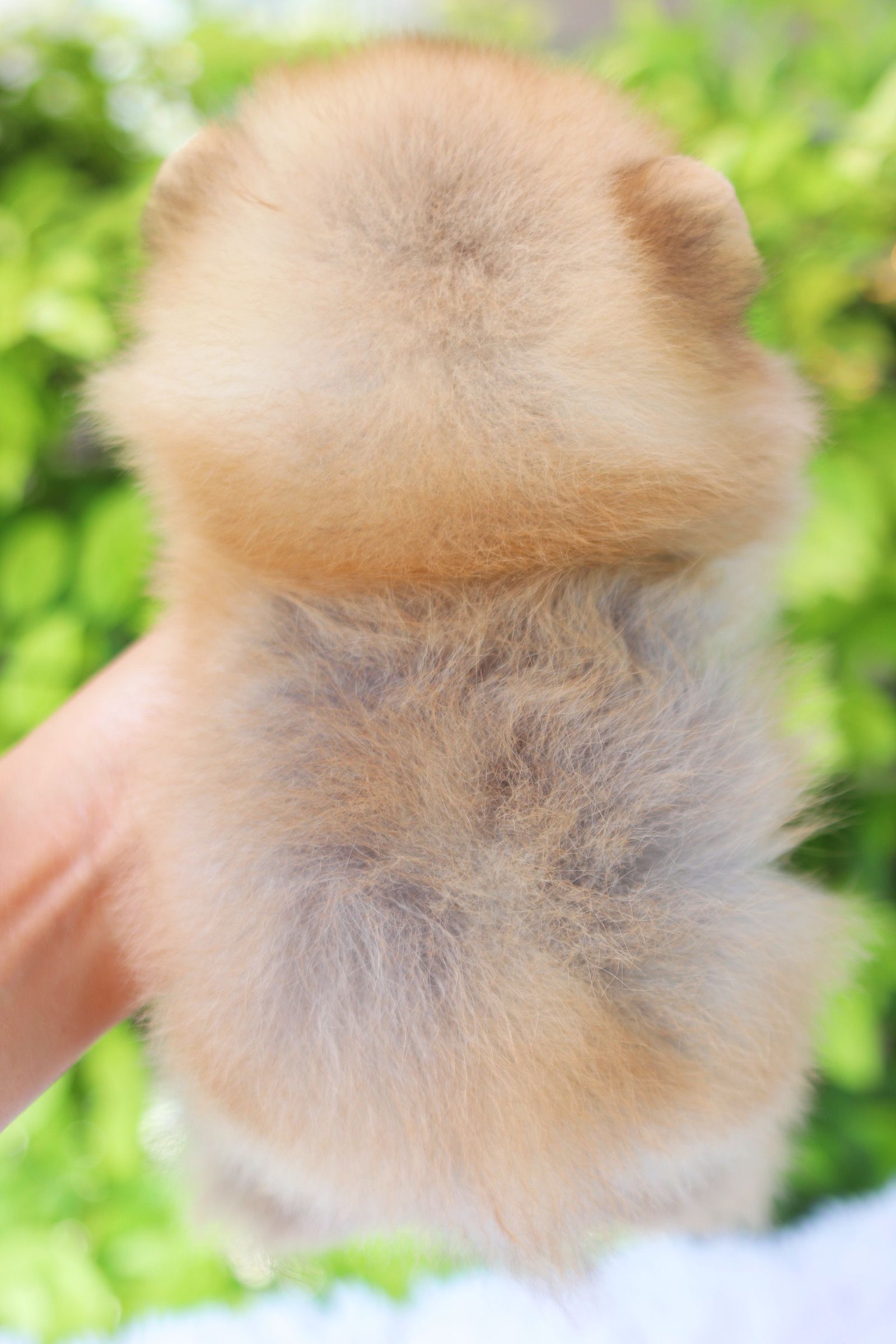 ปอมเมอเรเนียน เพศผู้ สีส้ม เกรดโชว์