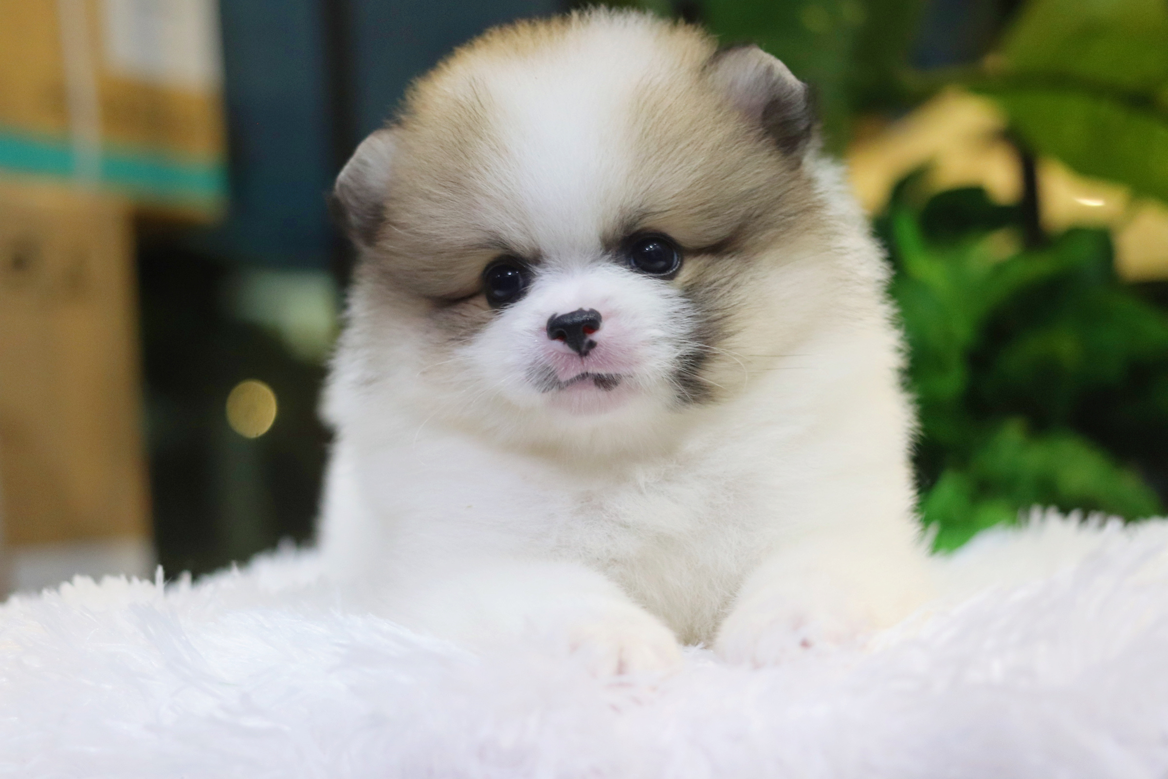 ปอมเมอเรเนียน เพศผู้แฟนซีเกรดเลี้ยงเล่นไซส์ปกติ