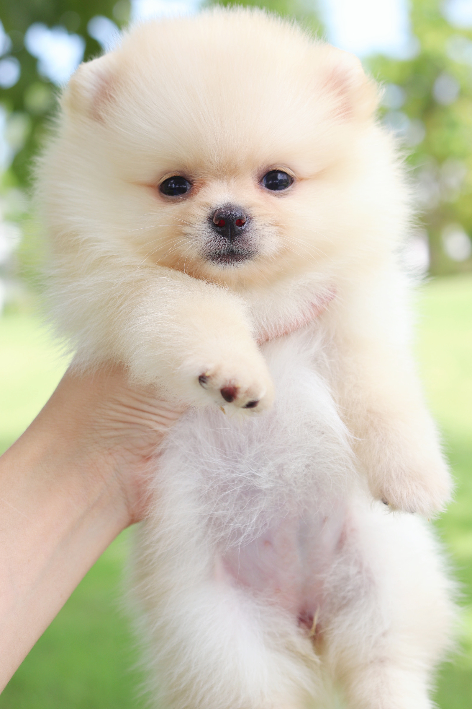 ปอมเมอเรเนียน เพศเมียสีครีม