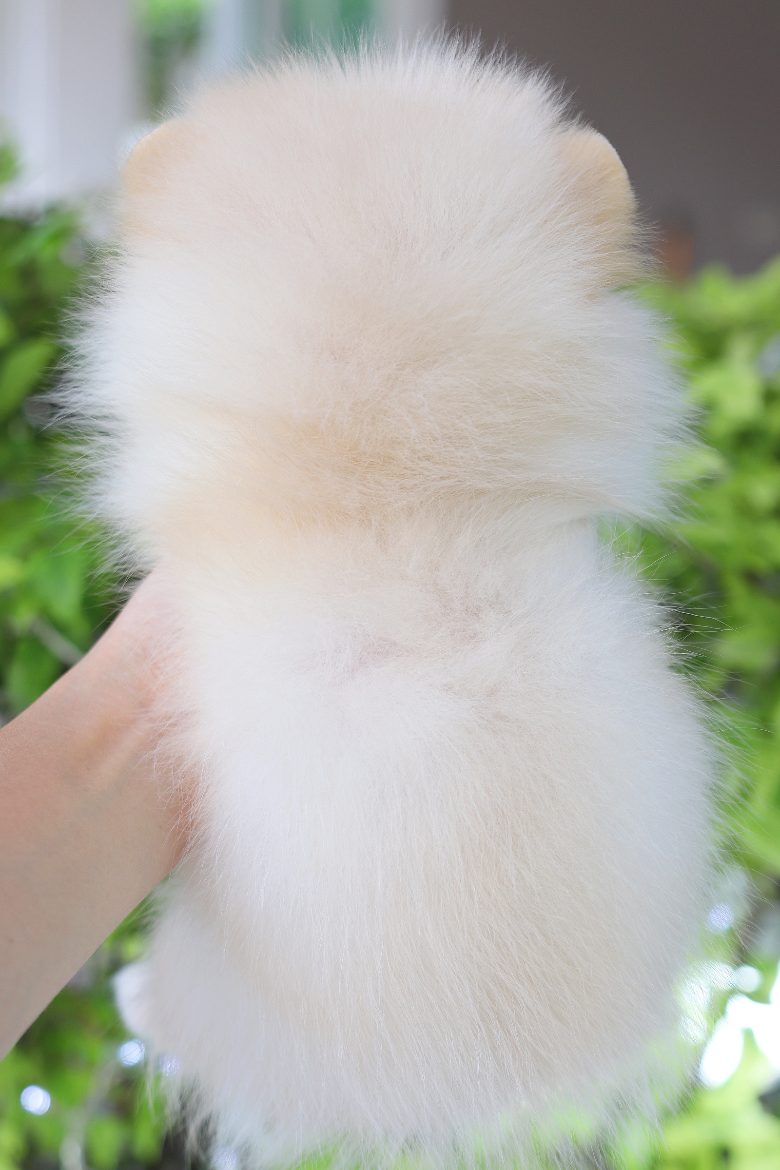 ปอมเมอเรเนียน เพศเมียสีครีม