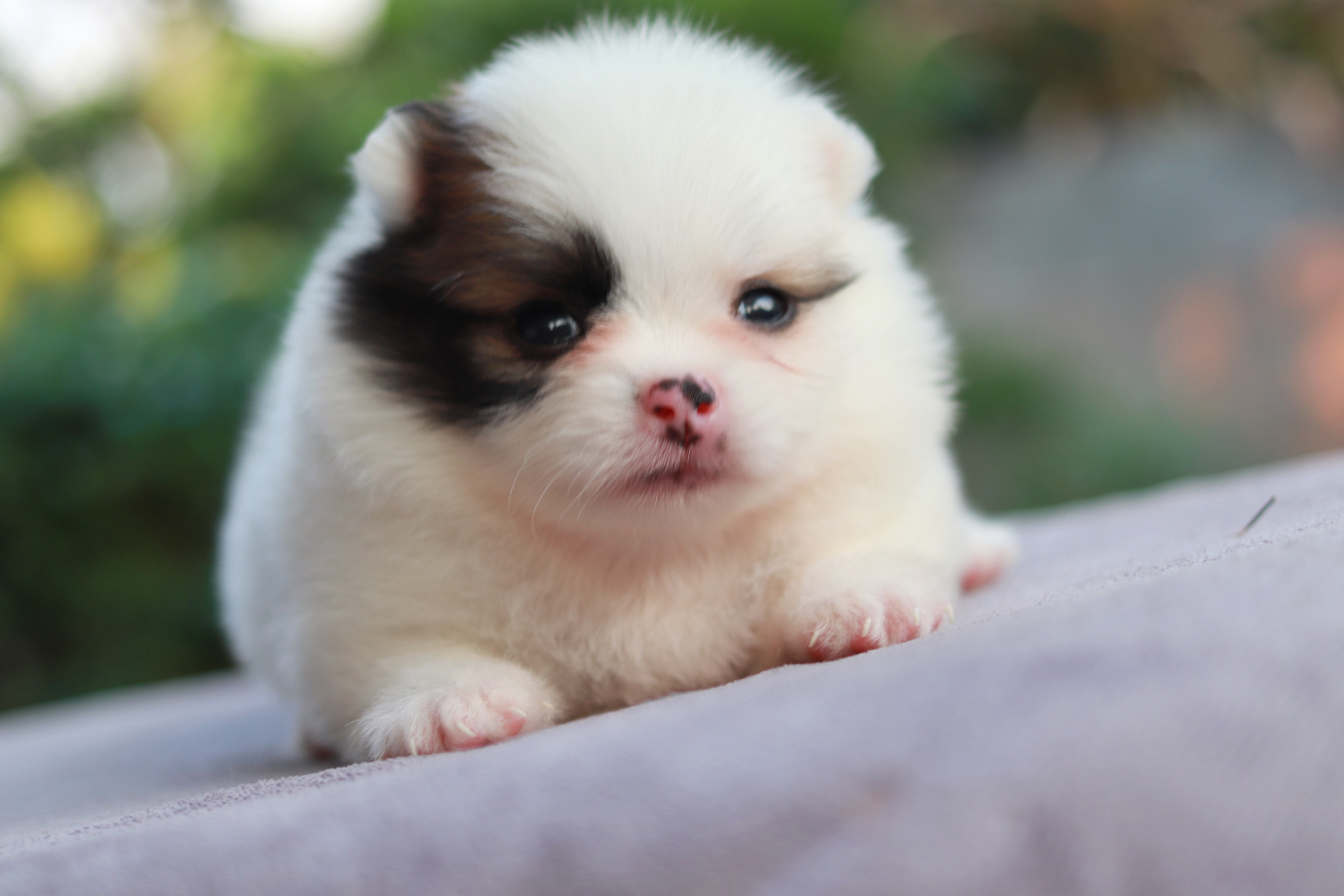 ปอมเมอเรเนียน เพศแฟนซีเมีย