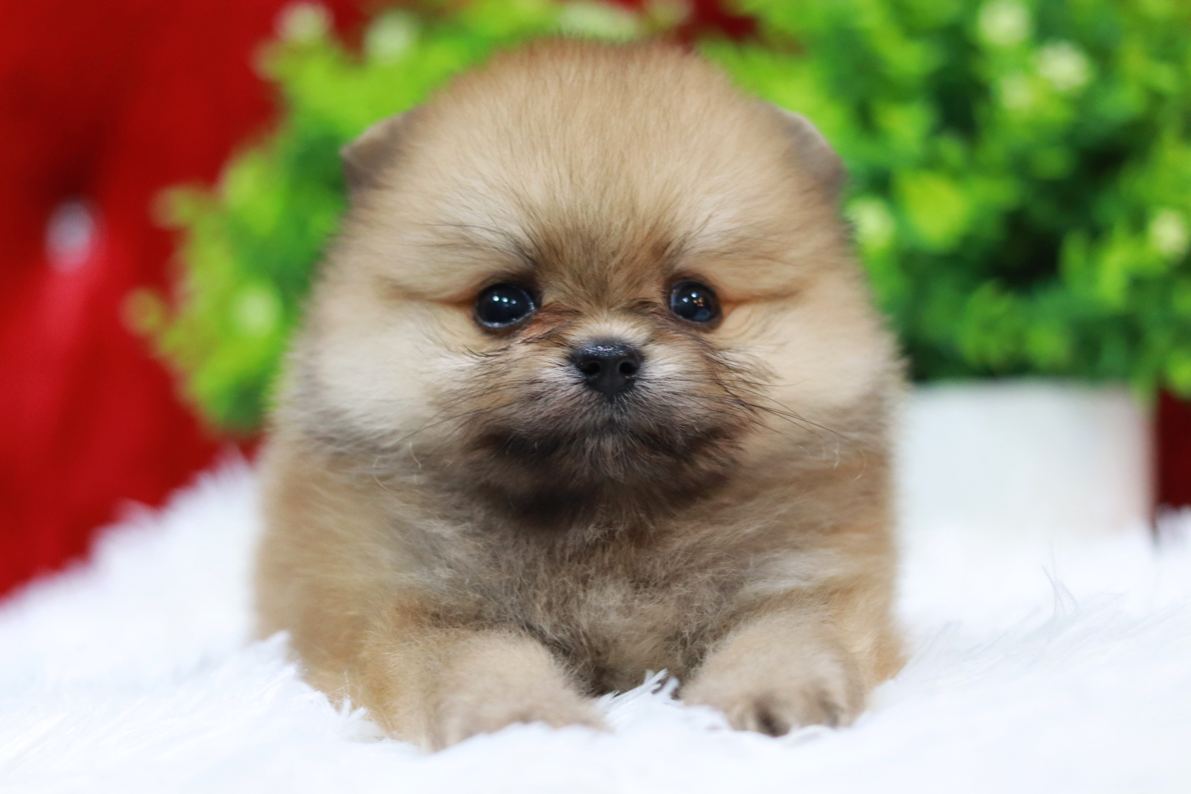 ปอมเมอเรเนียน เพศผู้ สีส้มหน้าตุ๊กตาขนแน่น