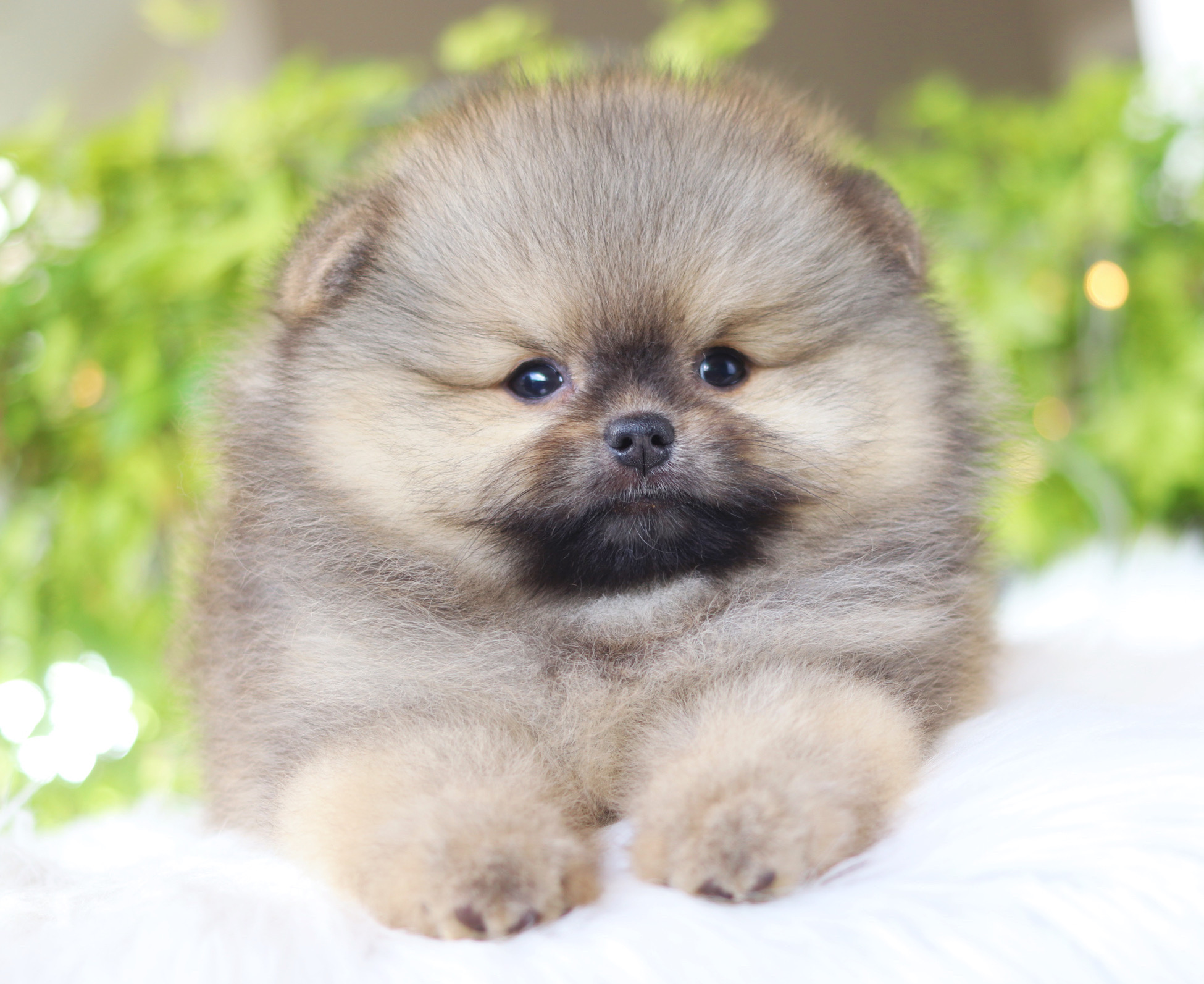 ปอมเมอเรเนียน เพศผู้สีส้ม เกรดโชว์