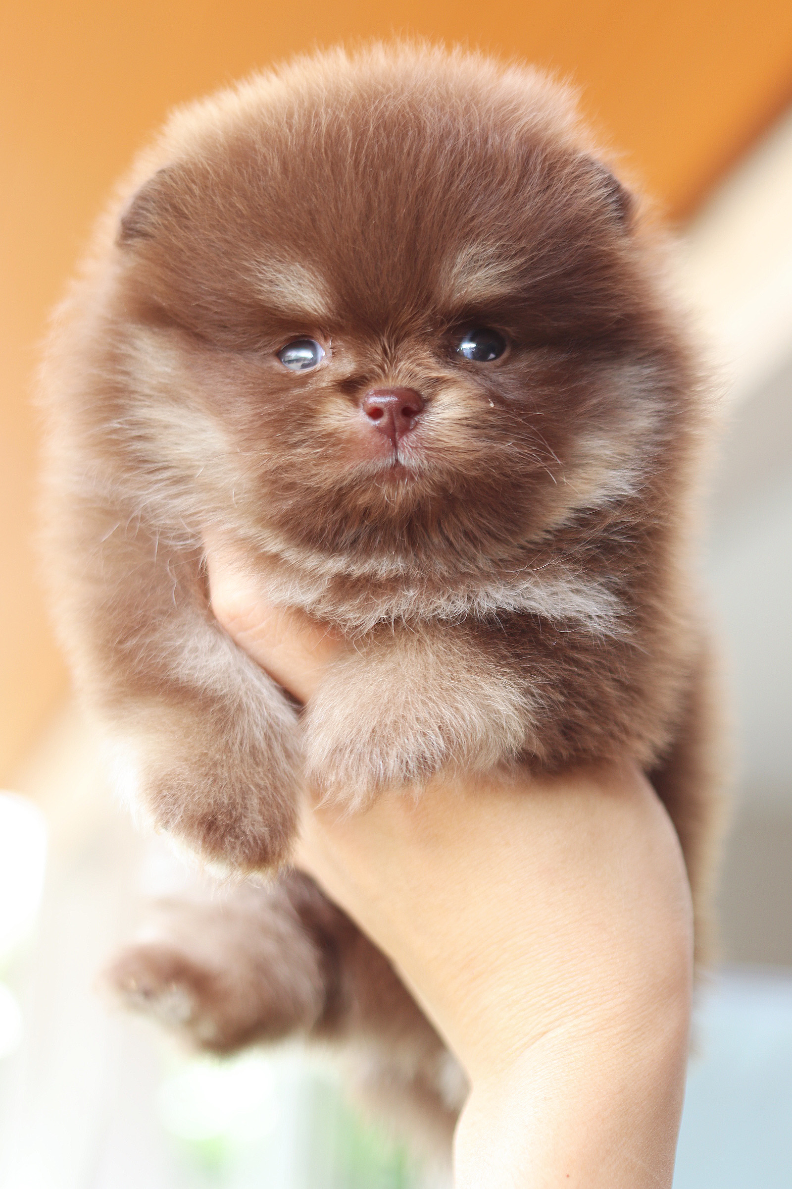 ปอมเมอเรเนียน เพศผู้ สีช็อคแทนเกรดโชว์