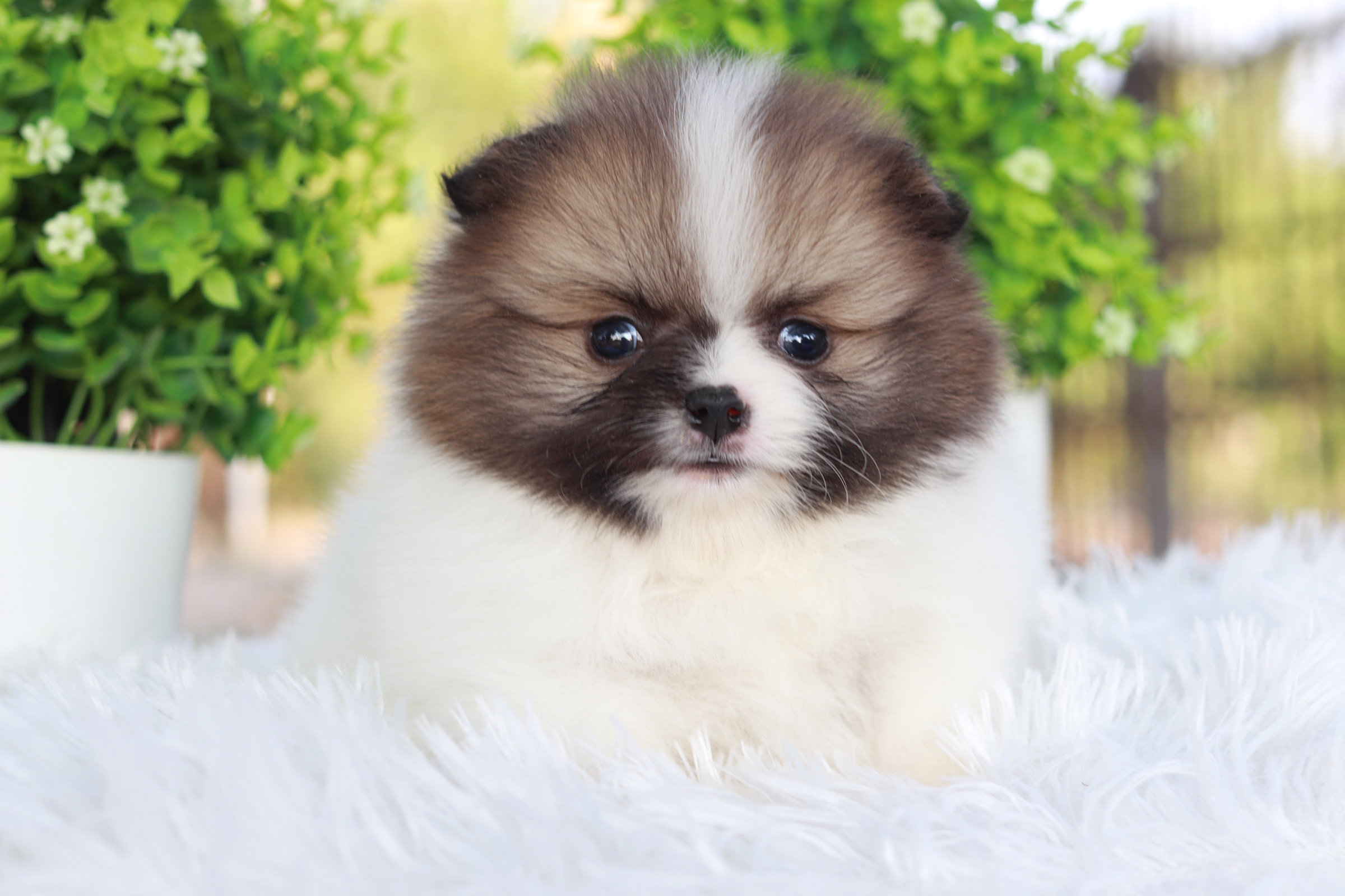 ปอมเมอเรเนียน เพศผู้แฟนซี