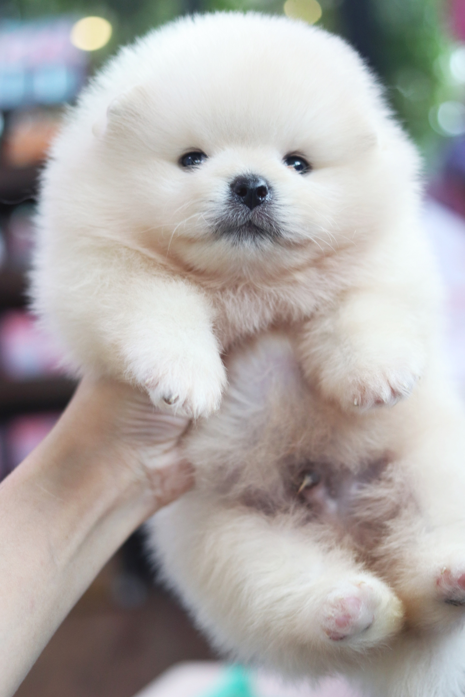 ปอมเมอเรเนียน เพศผู้สีขาวครีม