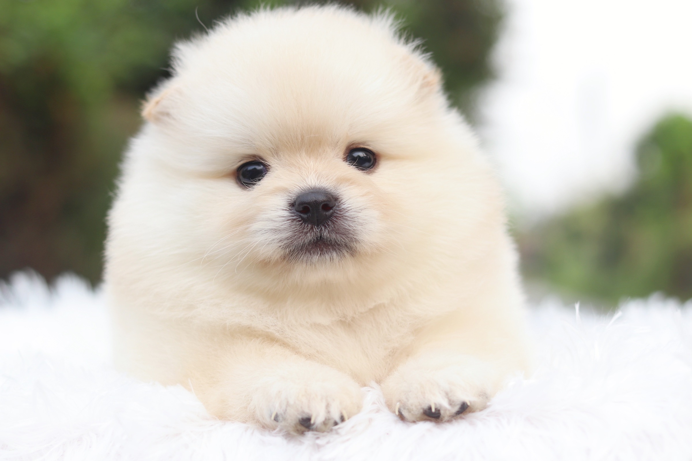 ปอมเมอเรเนียน เพศผู้ สีขาวครีม