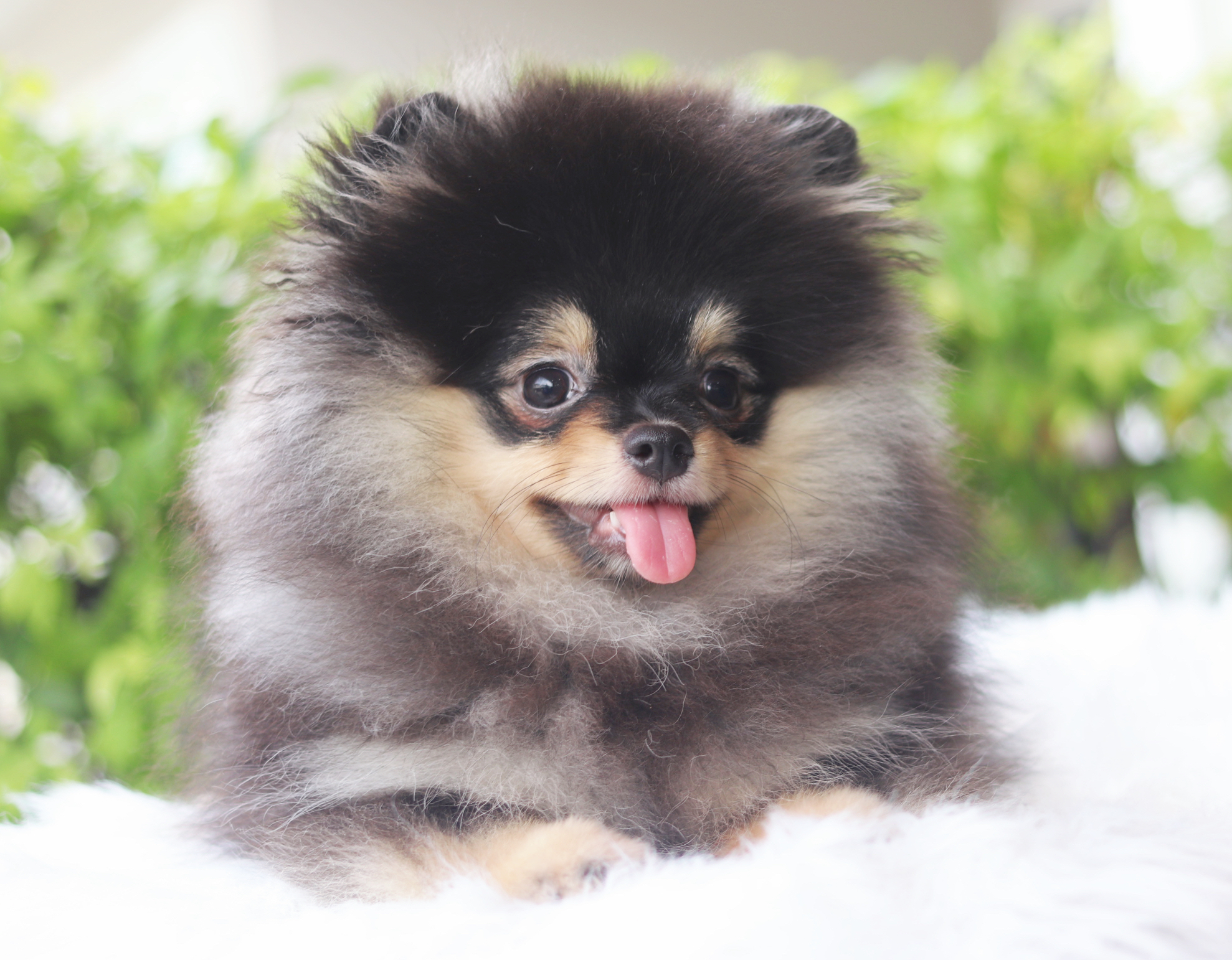 ปอมเมอเรเนียน เพศผู้สีแบล็คแทน