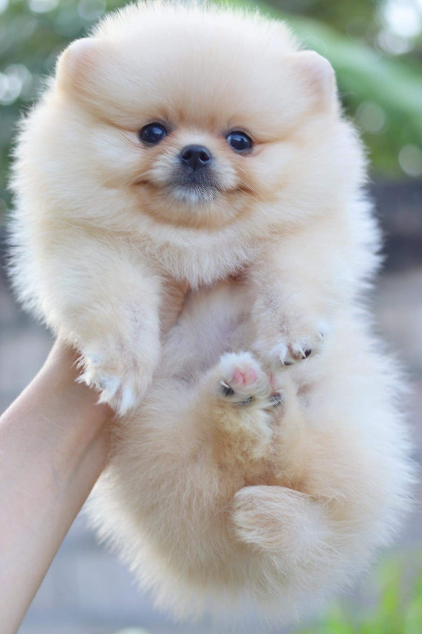 ปอมเมอเรเนียน เพศผู้ สีครีม ไซด์เล็ก