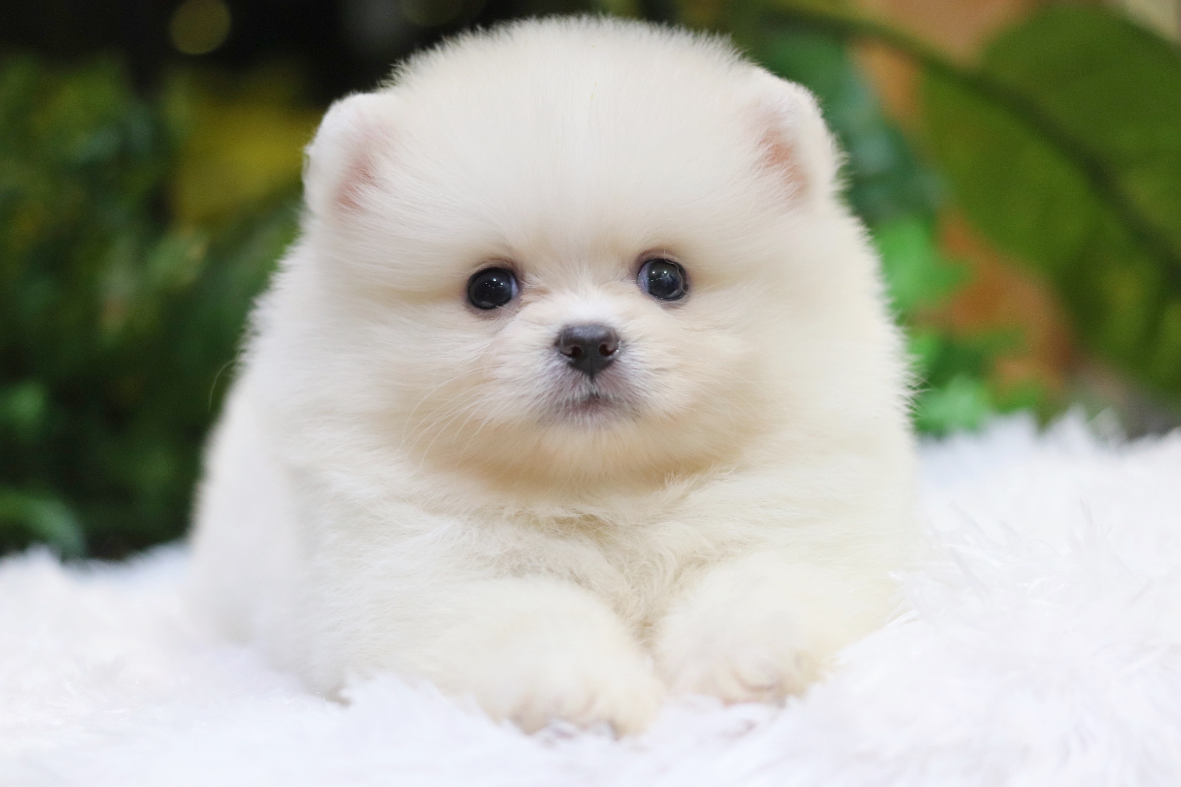 ปอมเมอเรเนียน เพศผู้ขาวครีม