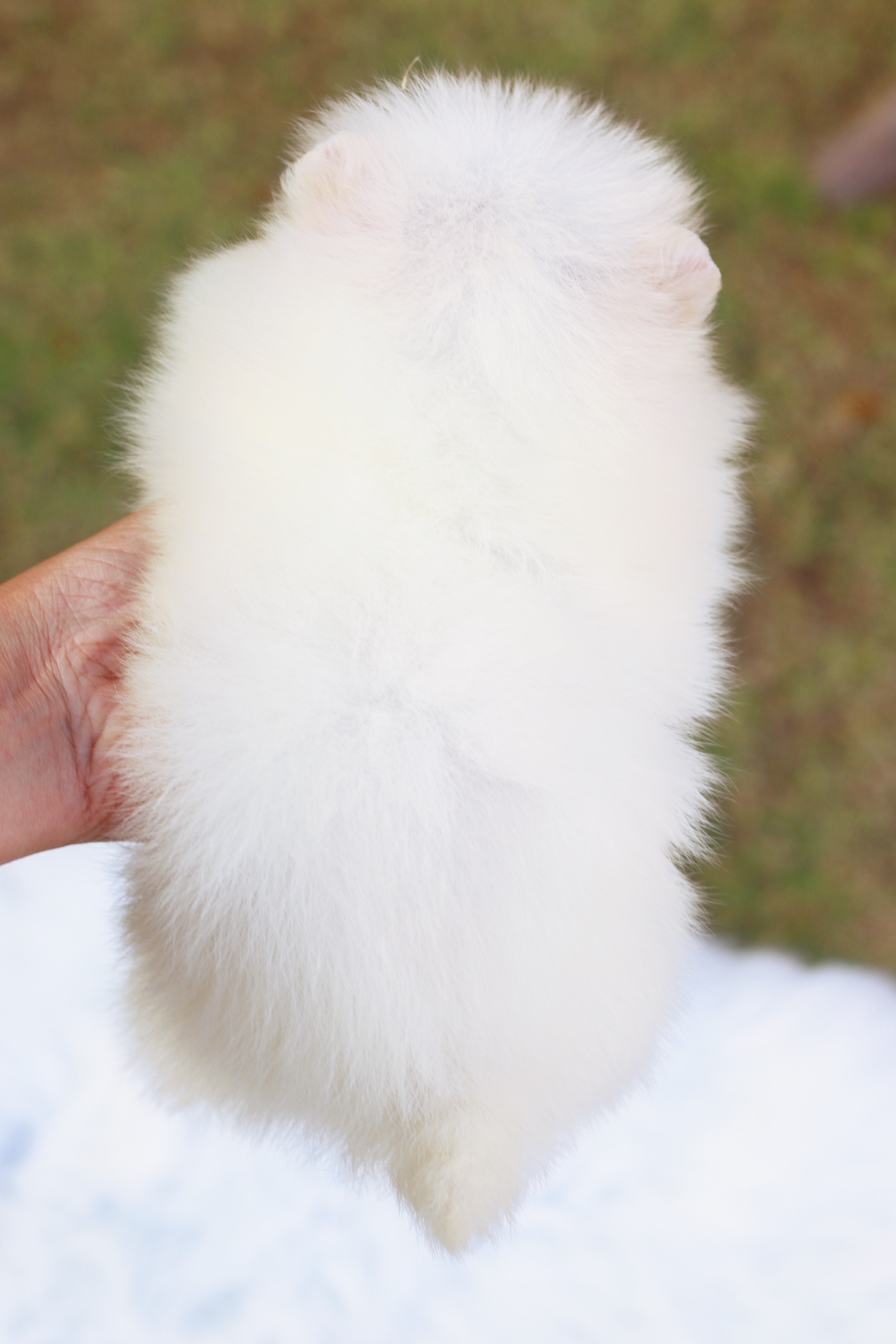 ปอมเมอเรเนียน เพศผู้ สีขาวครีม ไซส์เล็ก