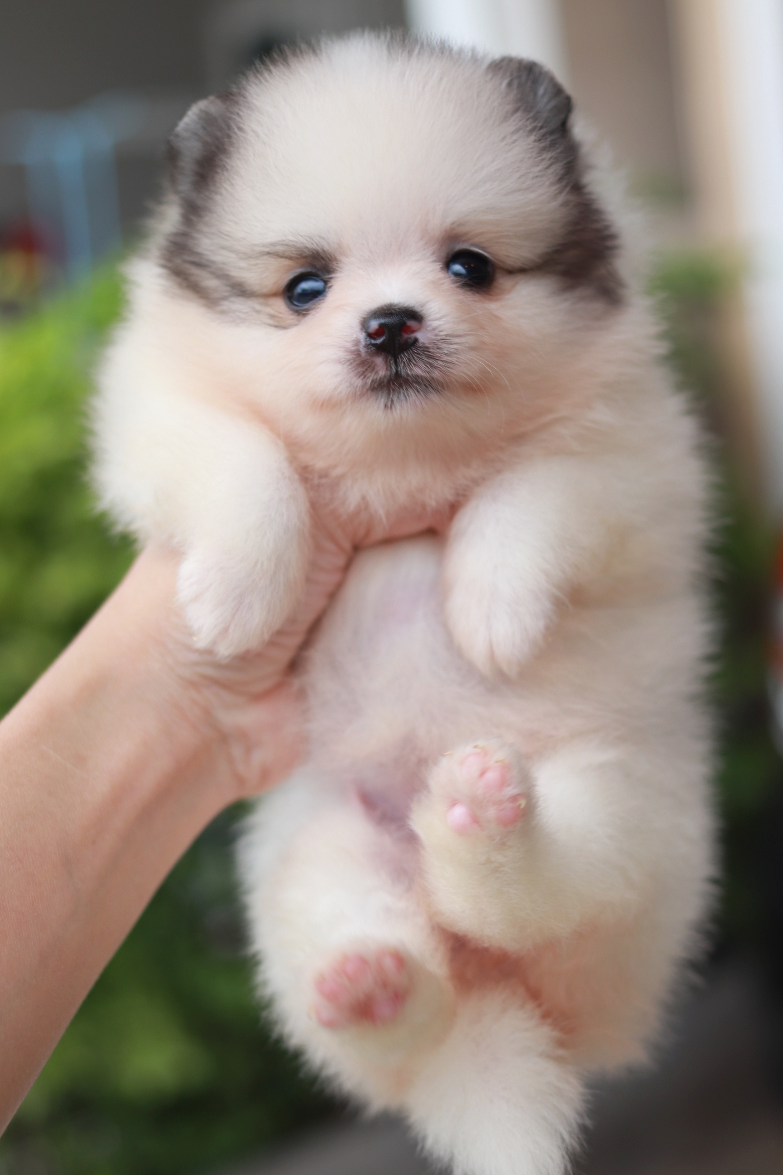 ปอมเมอเรเนียน เพศเมียแฟนซี