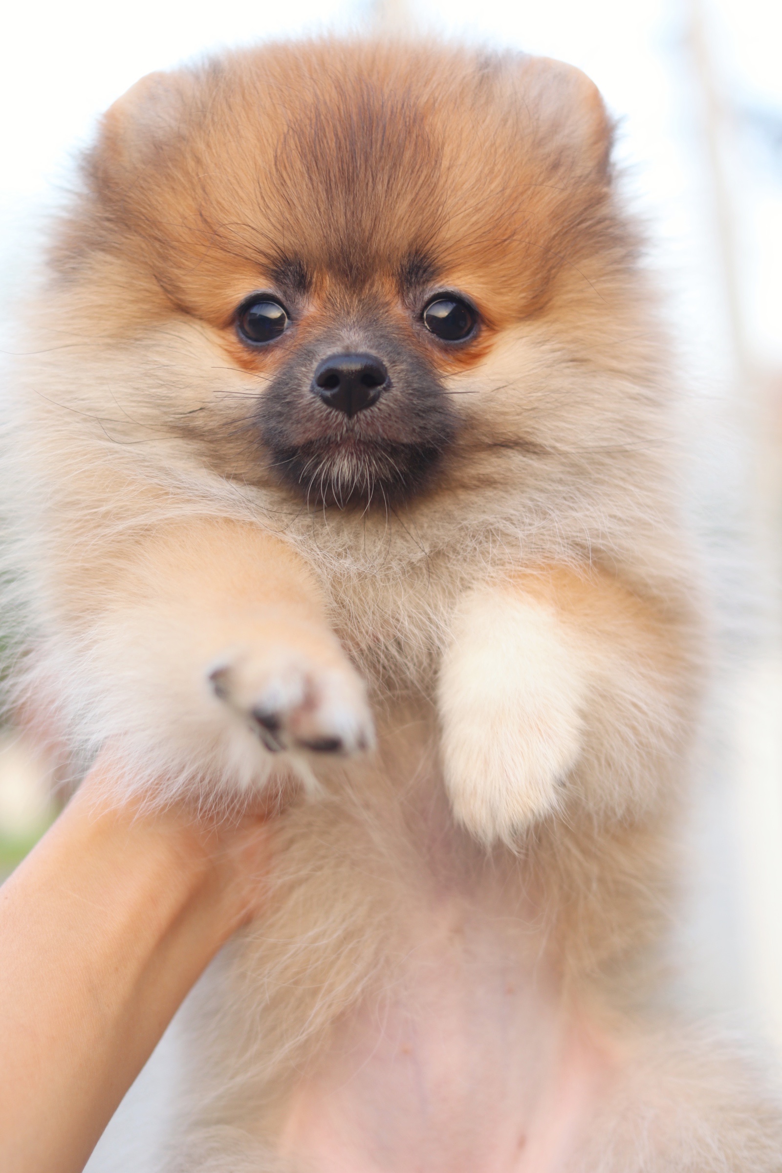 ปอมเมอเรเนียน เพศเมียสีส้ม