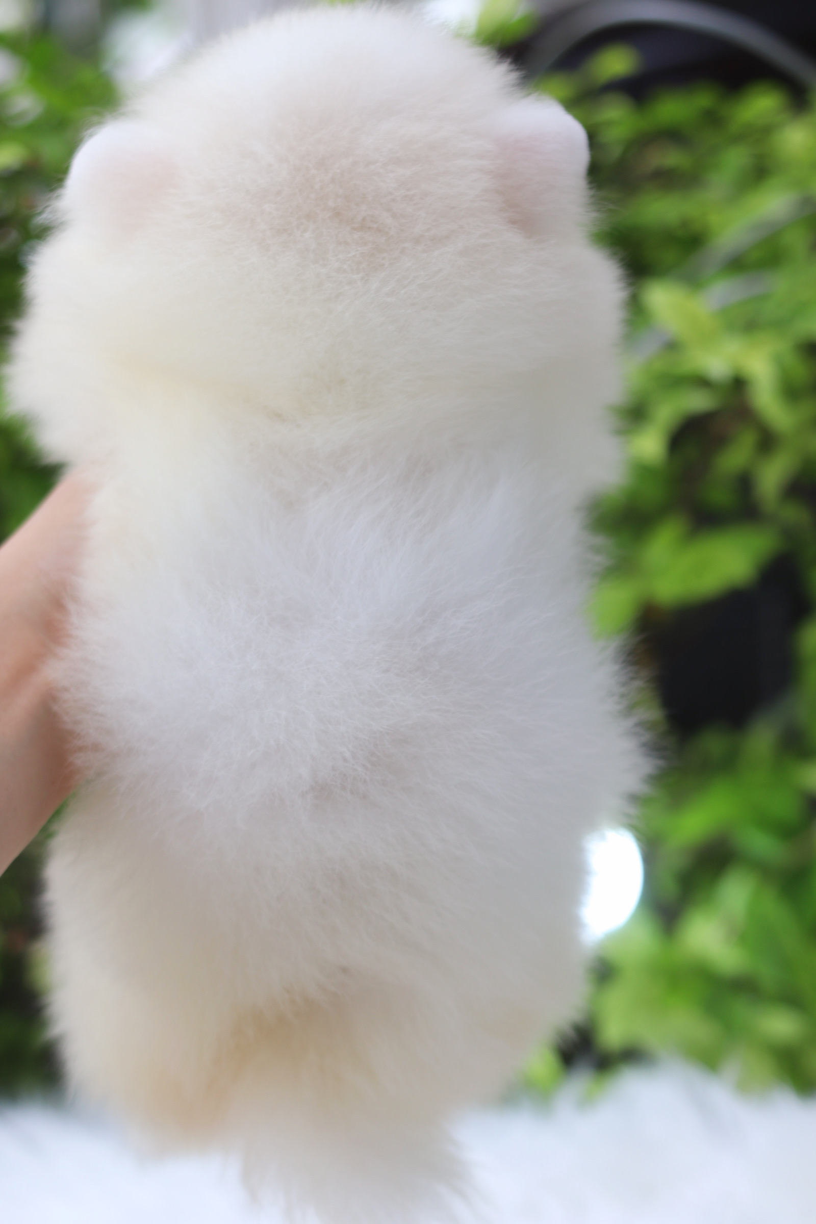 ปอมเมอเรเนียน เพศผู้ขาวครีม