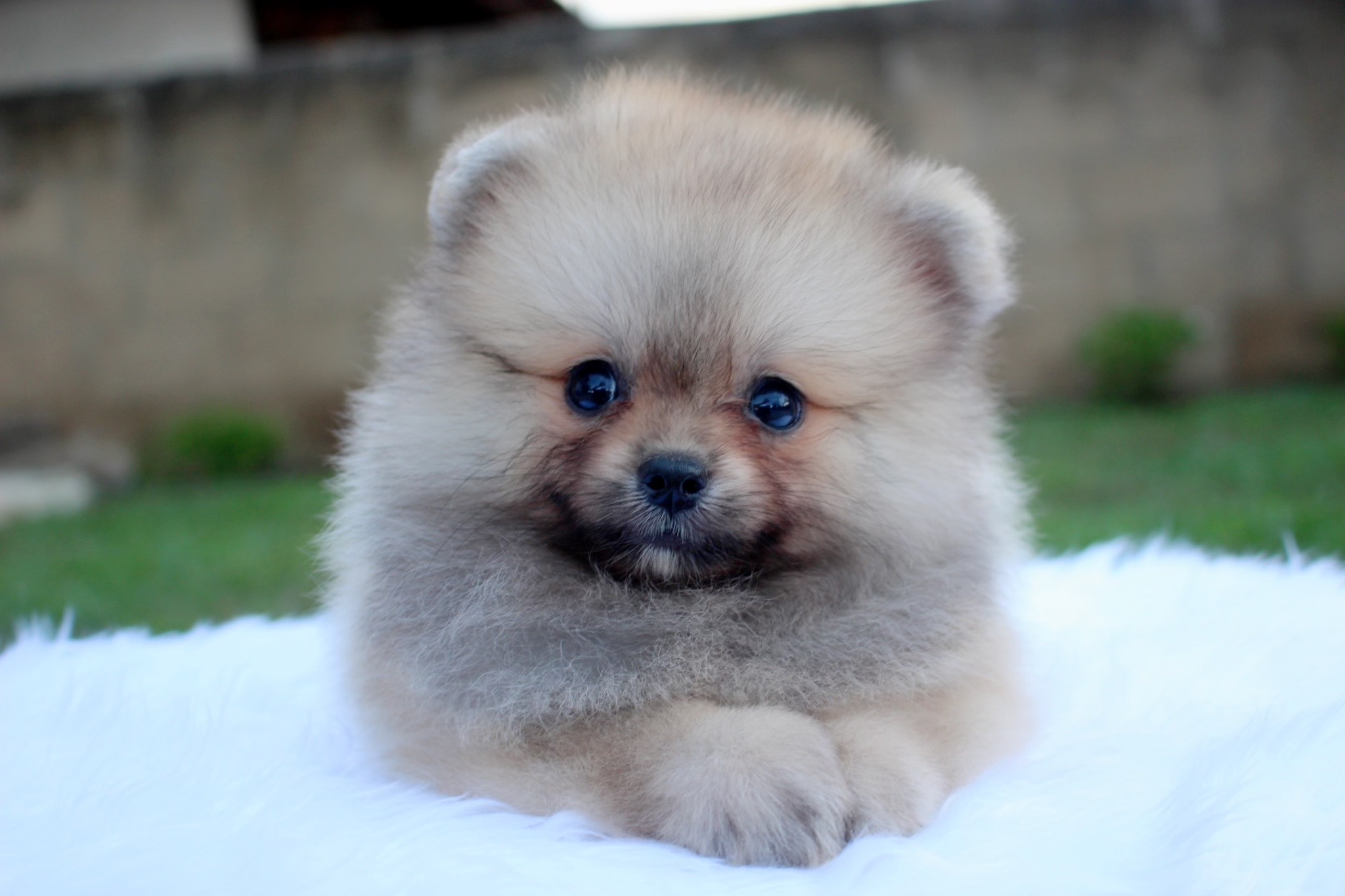 ปอมเมอเรเนียน เพศผู้ สีส้ม