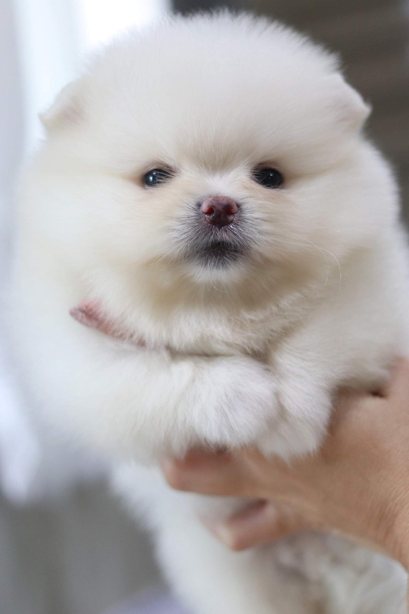 ปอมเมอเรเนียน เพศผู้