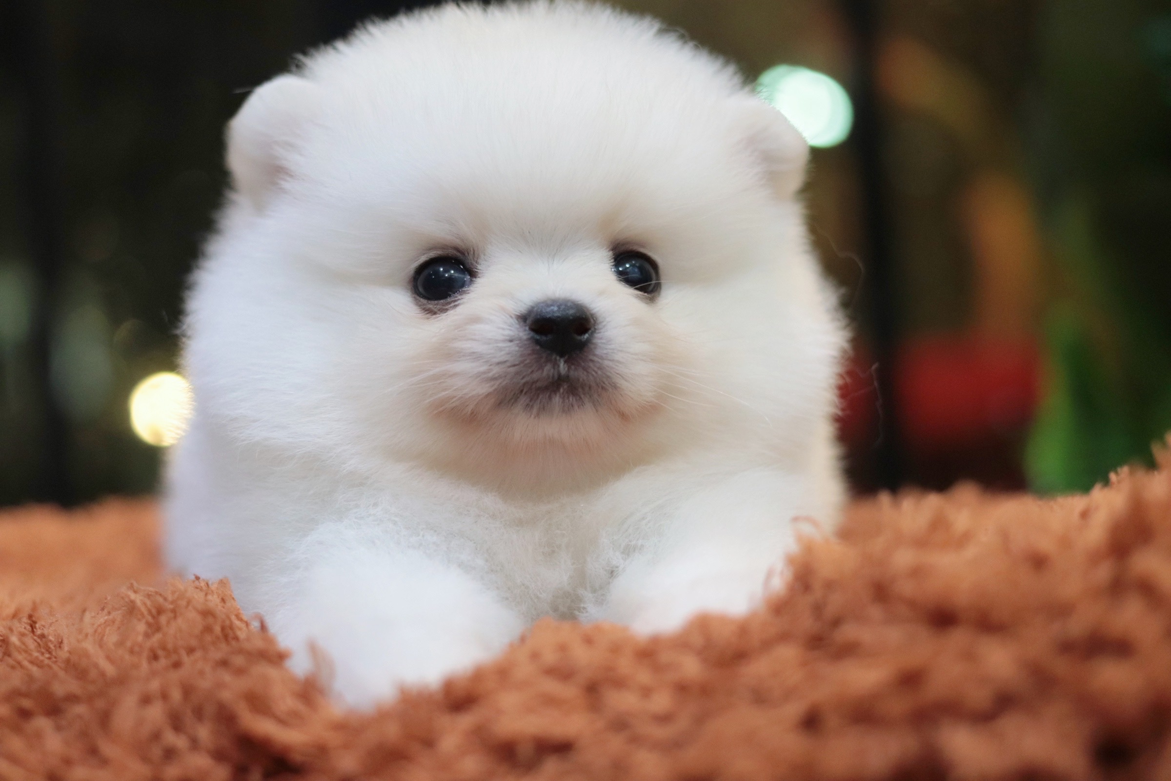 ปอมเมอเรเนียน เพศผู้ ทีคัพ สีขาวครีม