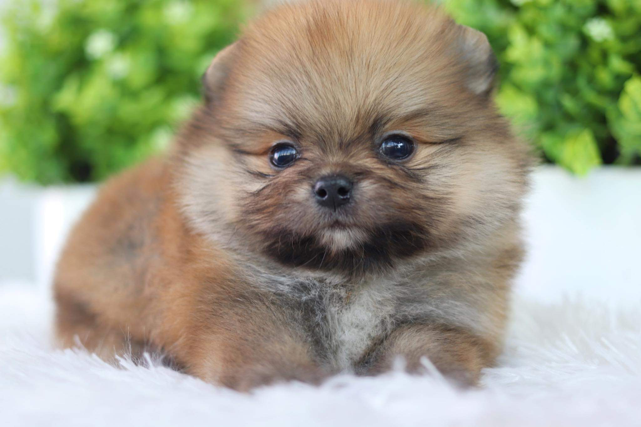 ปอมเมอเรเนียน เพศผู้