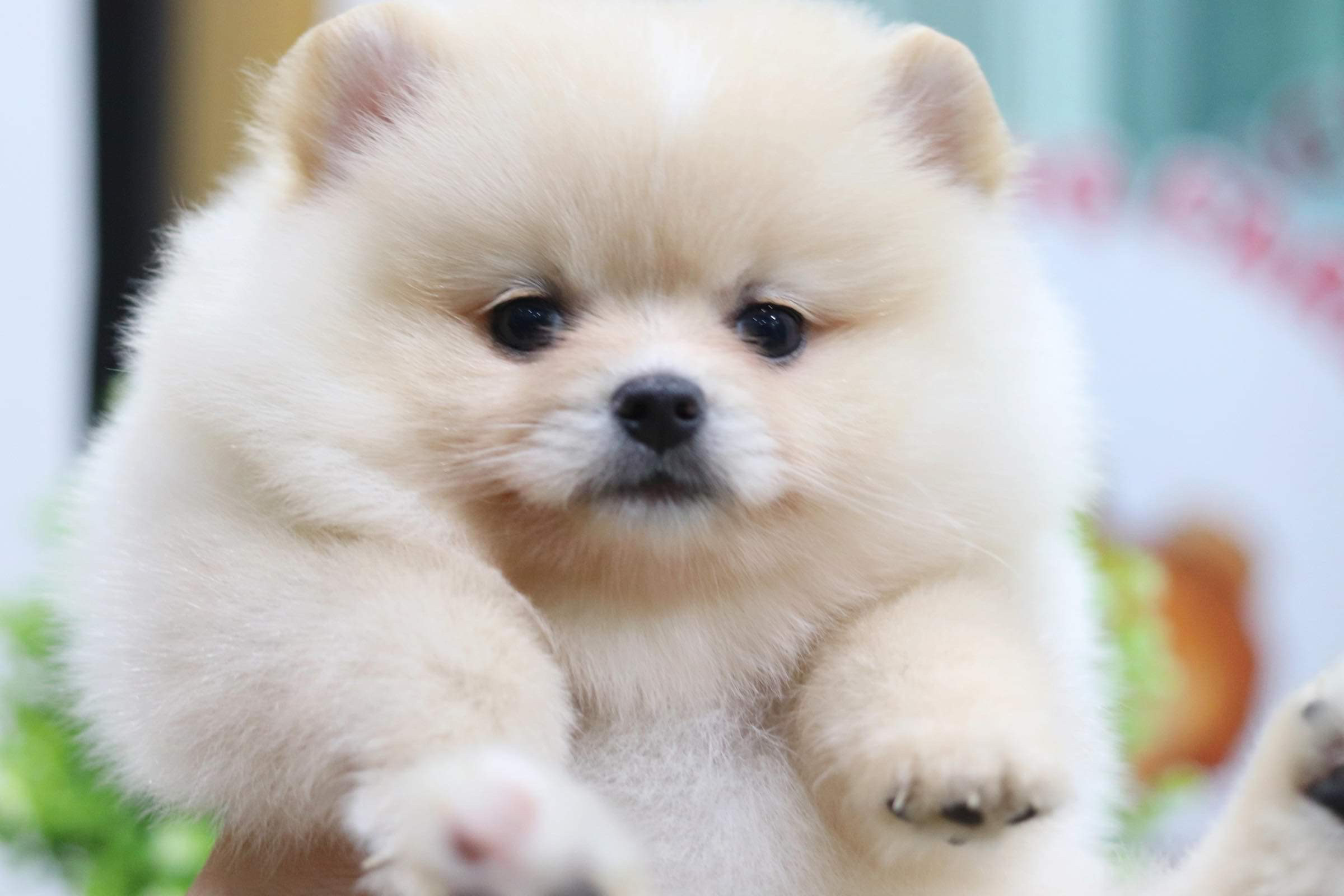 ปอมเมอเรเนียน เพศเมีย