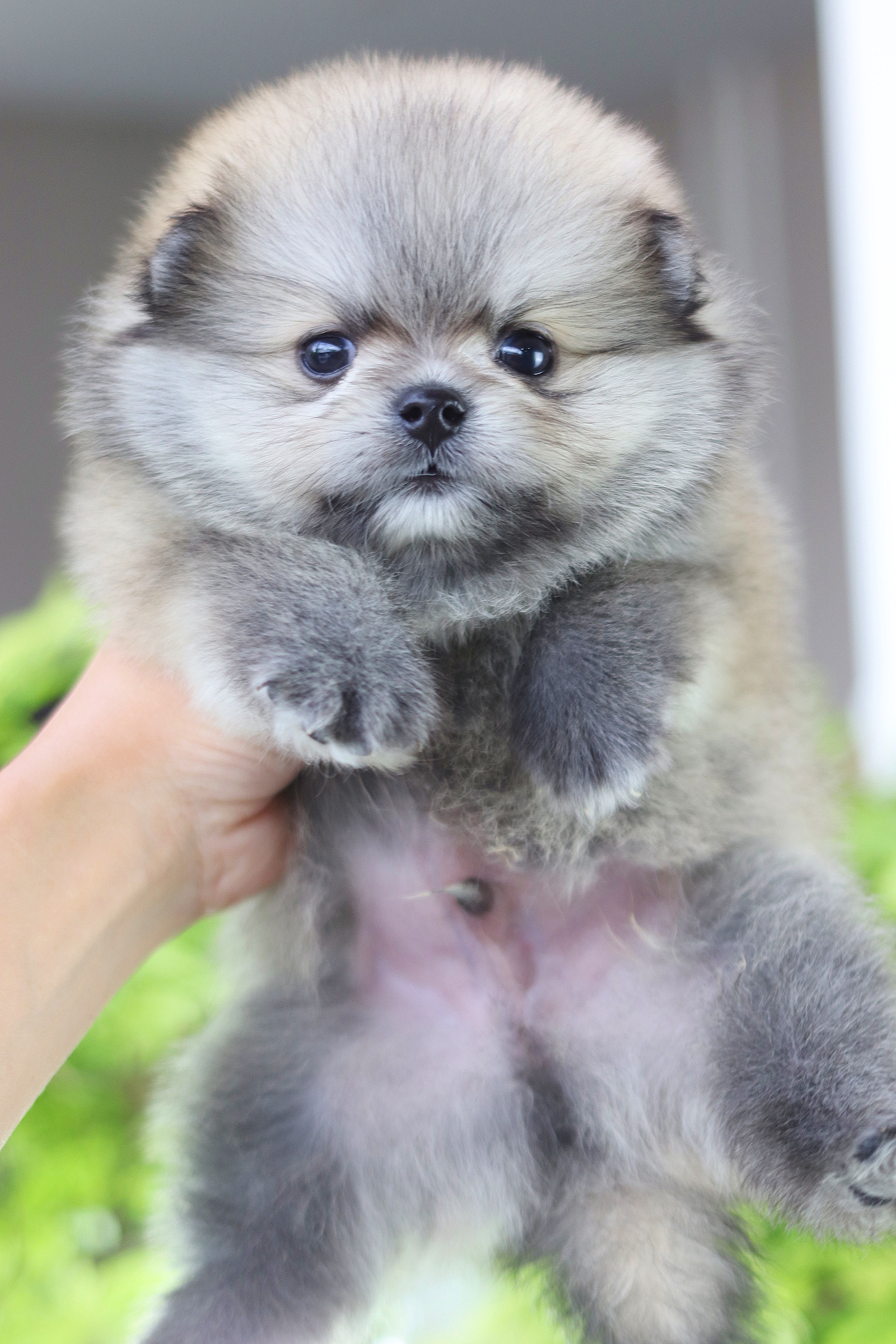 ปอมเมอเรเนียน เพศผู้สีส้ม