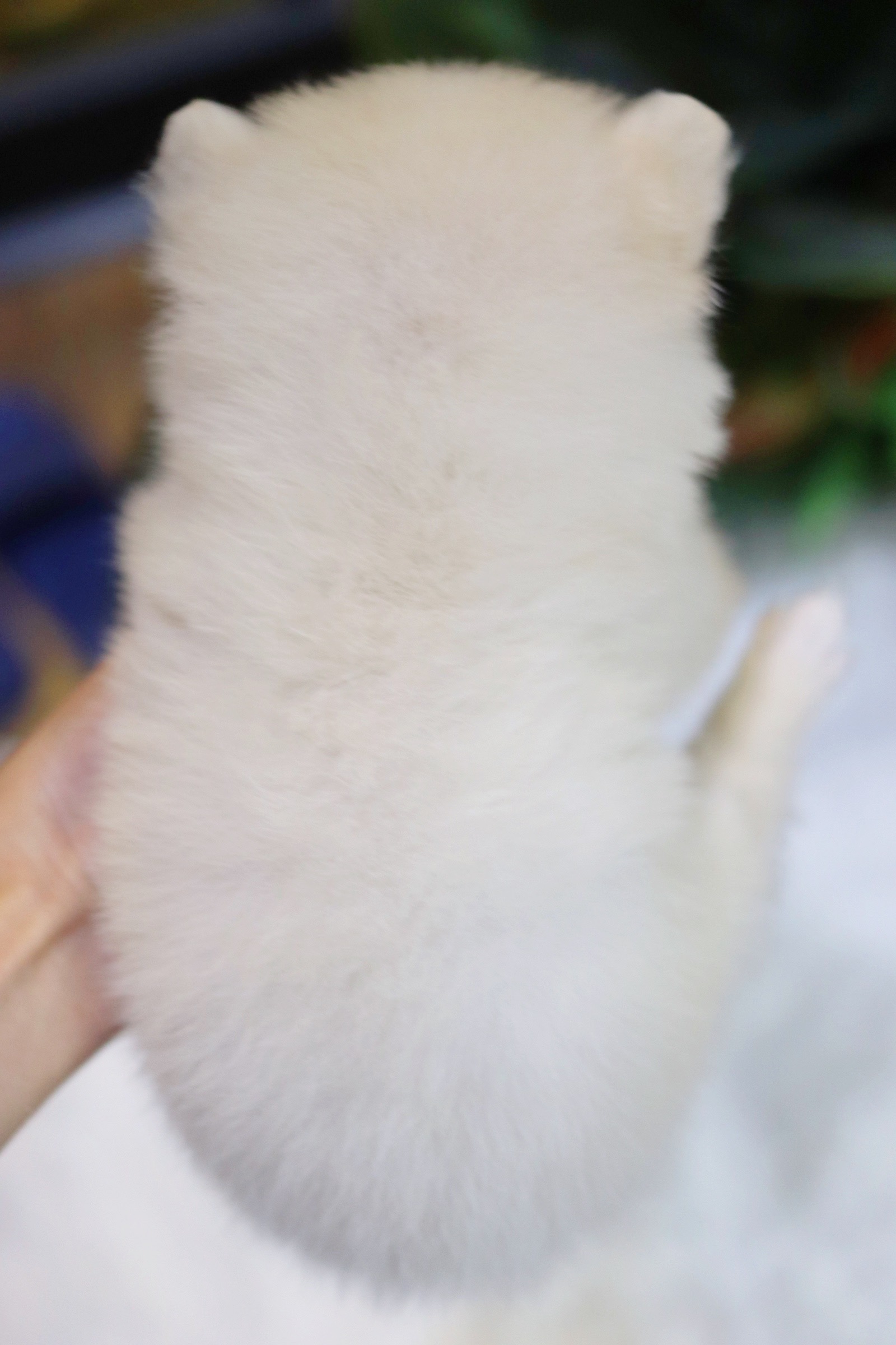 ปอมเมอเรเนียน เพศเมีย เกรดเลี้ยงเล่น