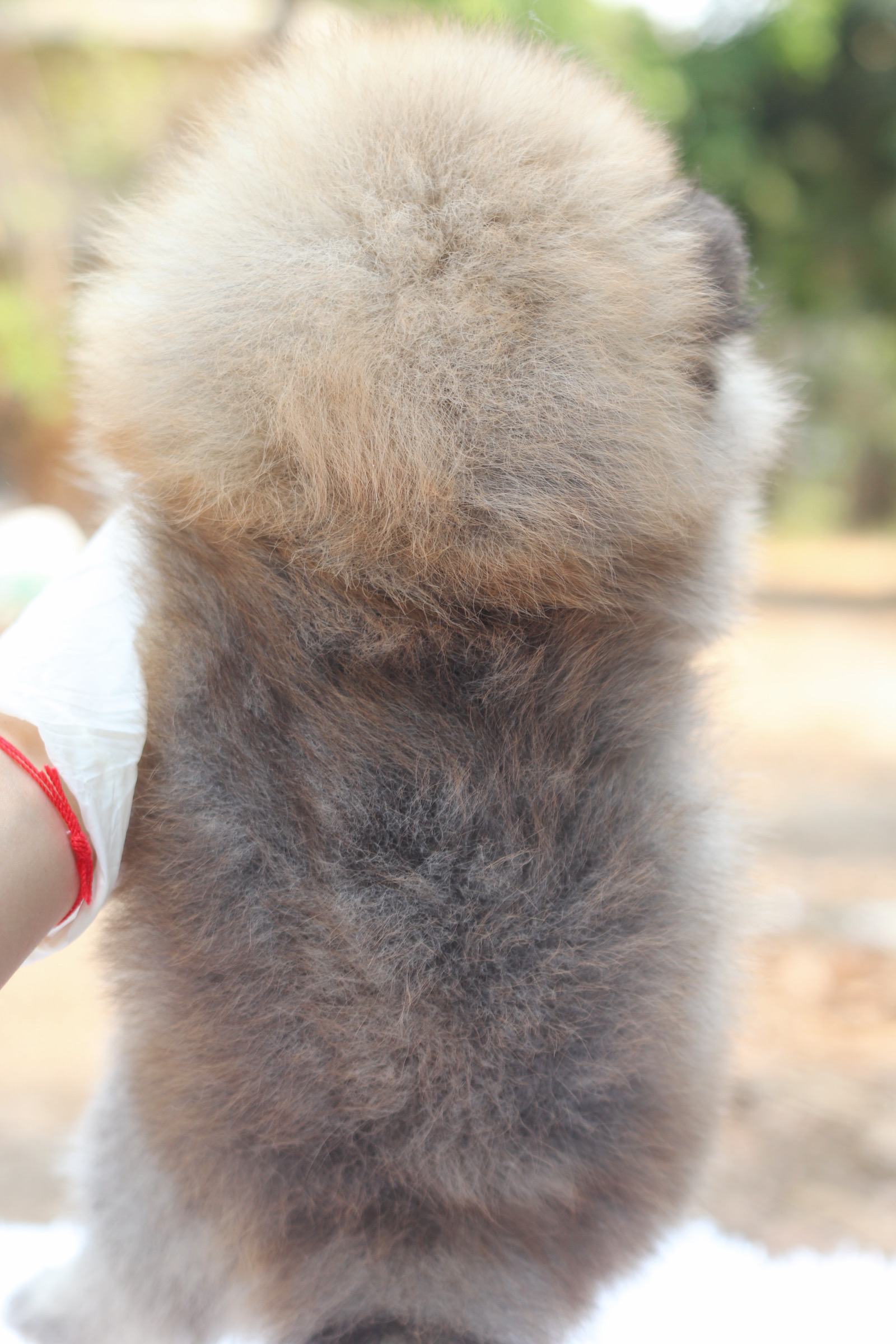 ปอมเมอเรเนียน เพศเมียสีส้ม