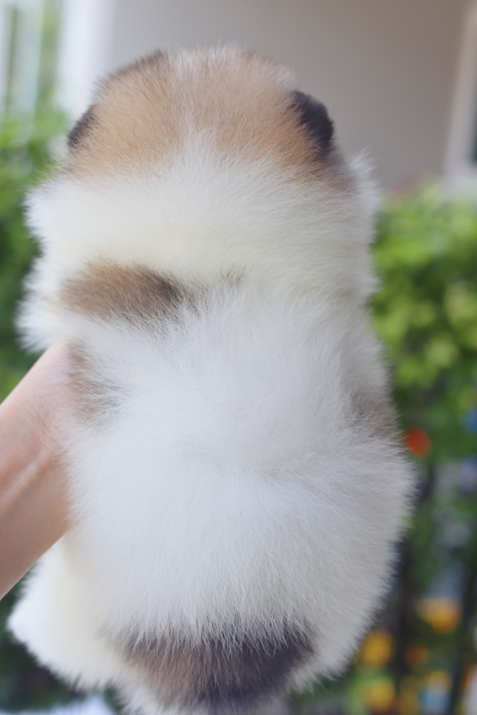 ปอมเมอเรเนียน เพศผู้สีแฟนซี