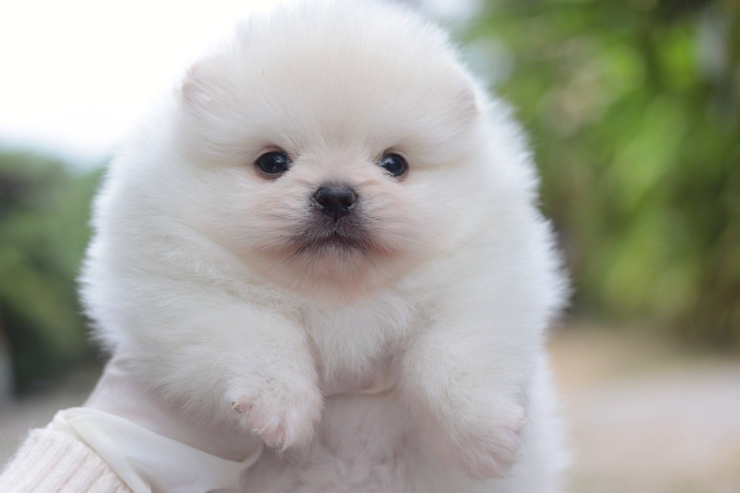 ปอมเมอเรเนียน เพศผู้ ไซส์เล็กขาวครีม