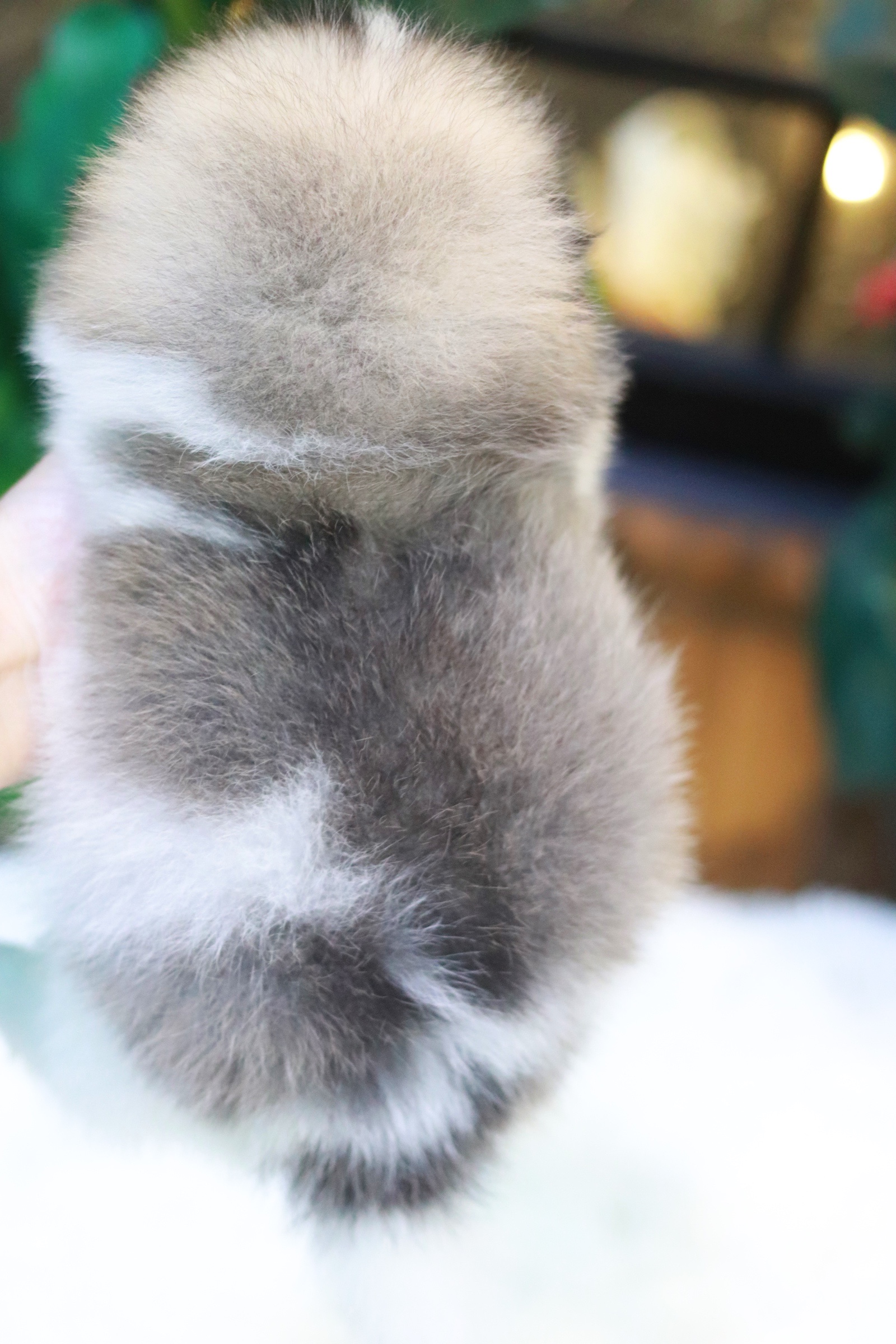 ปอมเมอเรเนียน เพศผู้แฟนซี