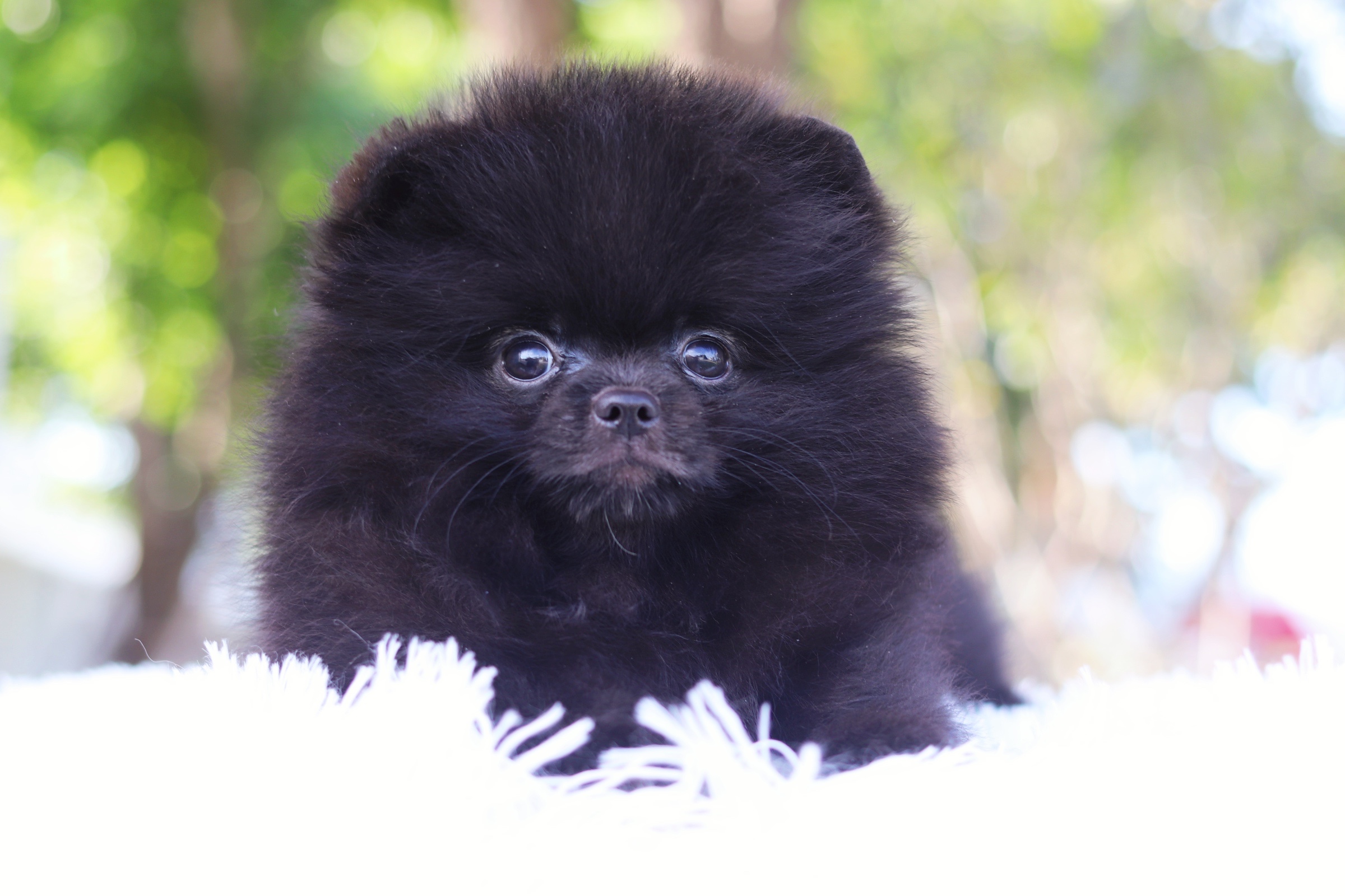 ปอมเมอเรเนียน เพศผู้ สีดำ