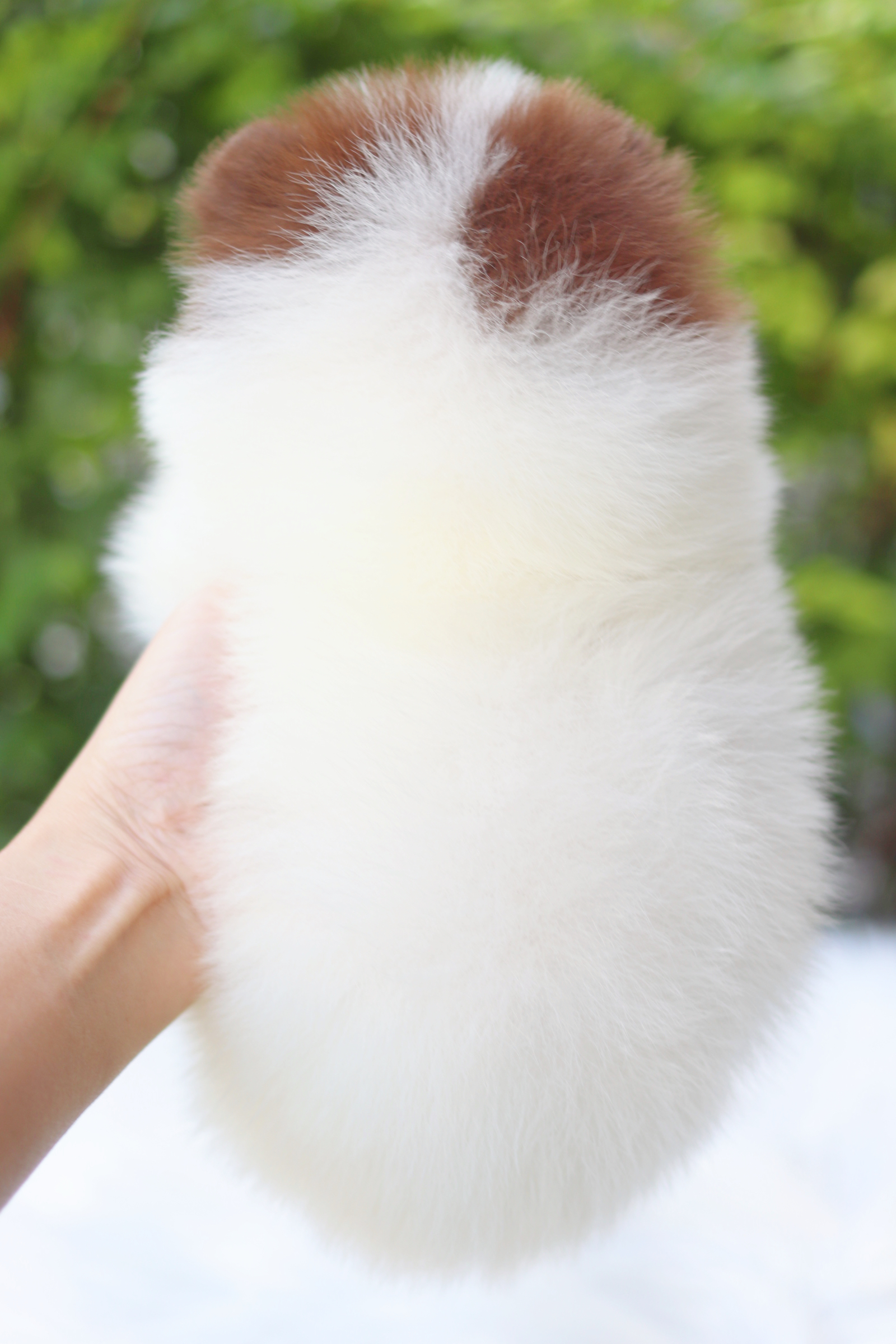 ปอมเมอเรเนียน เพศผู้ สีแฟนซี ช็อค